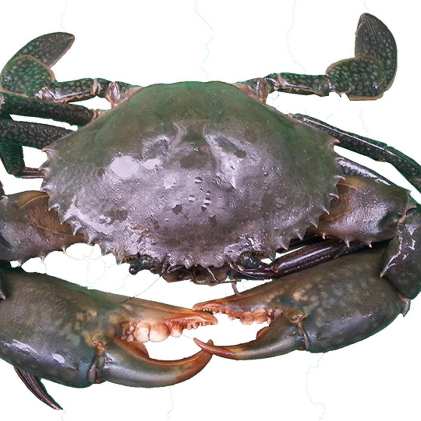 143: The Muddies and prawns could be around this weekend, where? Liam from Compleat Angler knows the hot spots episode artwork