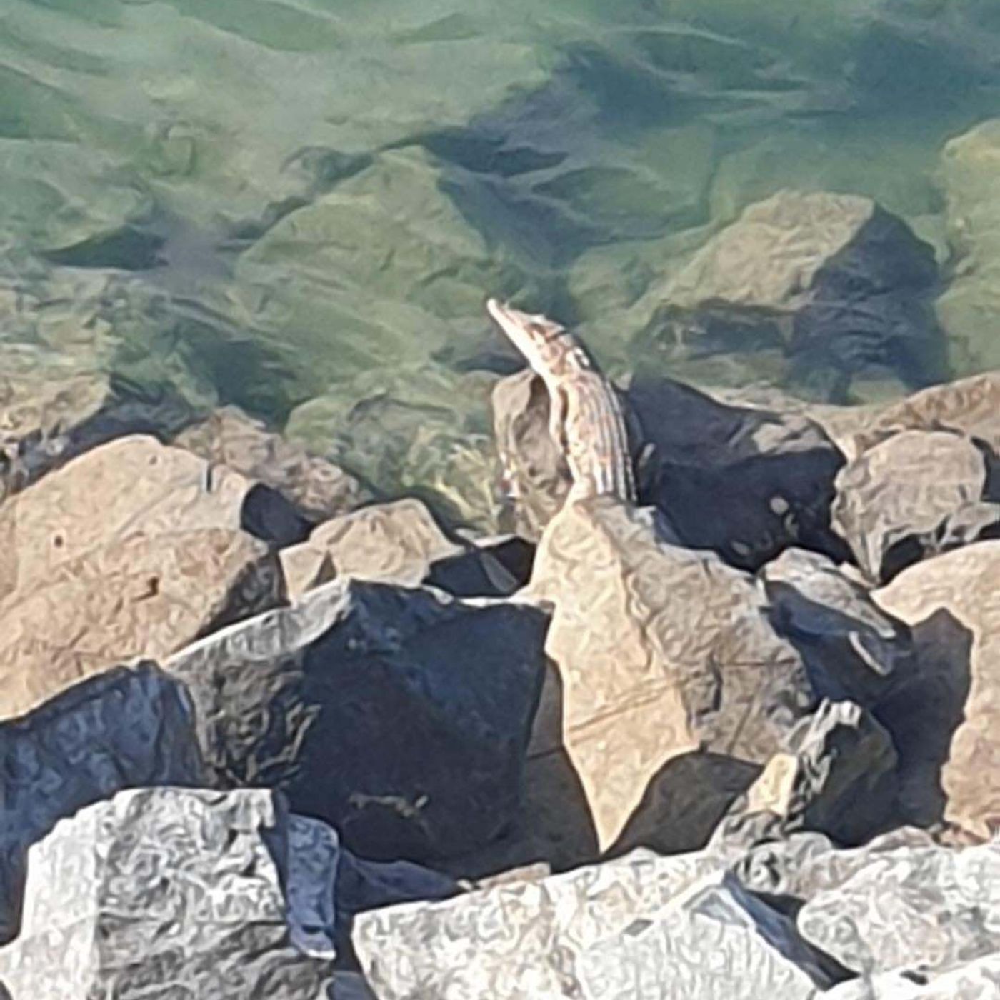 38: Daniel Bredl Says Whether He'd Swim At Mackay Marina After Last Weeks Croc Sighting episode artwork