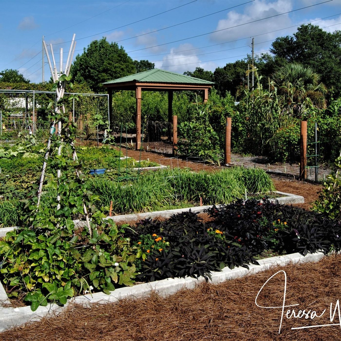 Better Lawns and Gardens - Hour 1 Spring Vegetable Gardens March 27, 2021
