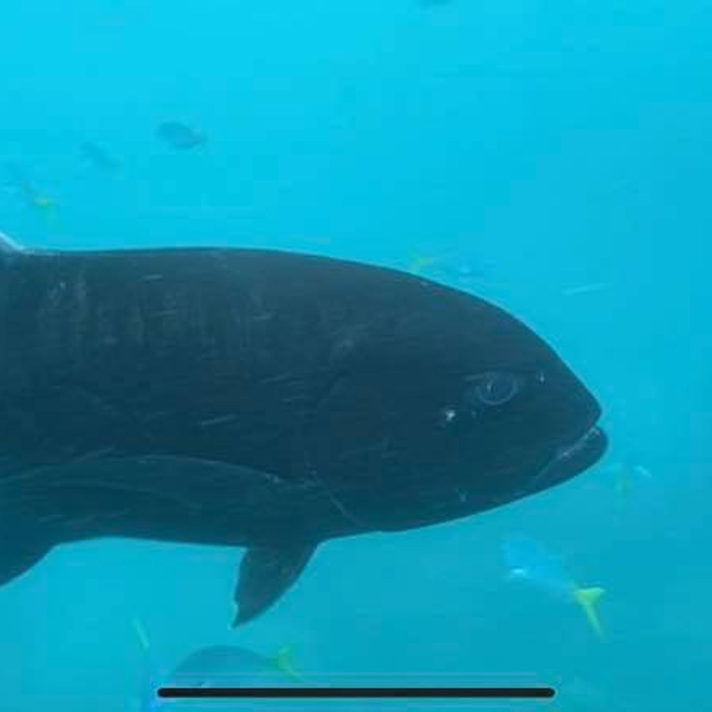 A Woman Had a Fish EAT Her GoPro In Queensland! episode artwork
