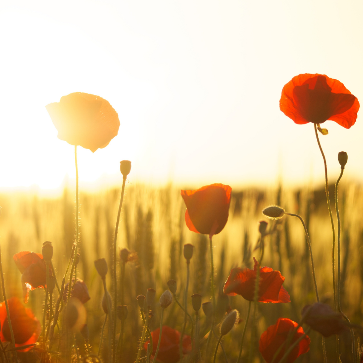 Tony Toussaint from the Merimbula RSL sub branch on ANZAC Day episode artwork