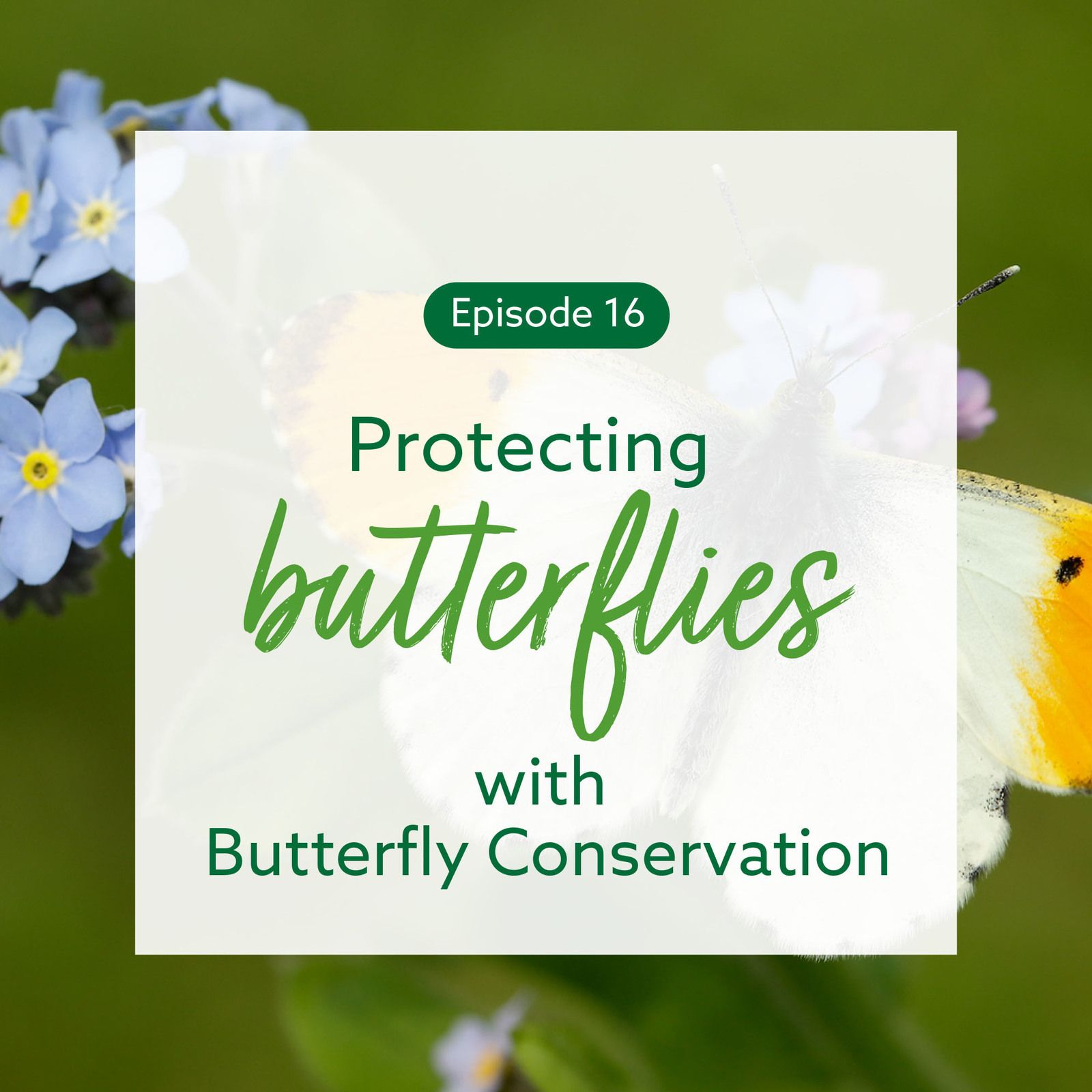 16: Protecting butterflies with Butterfly Conservation
