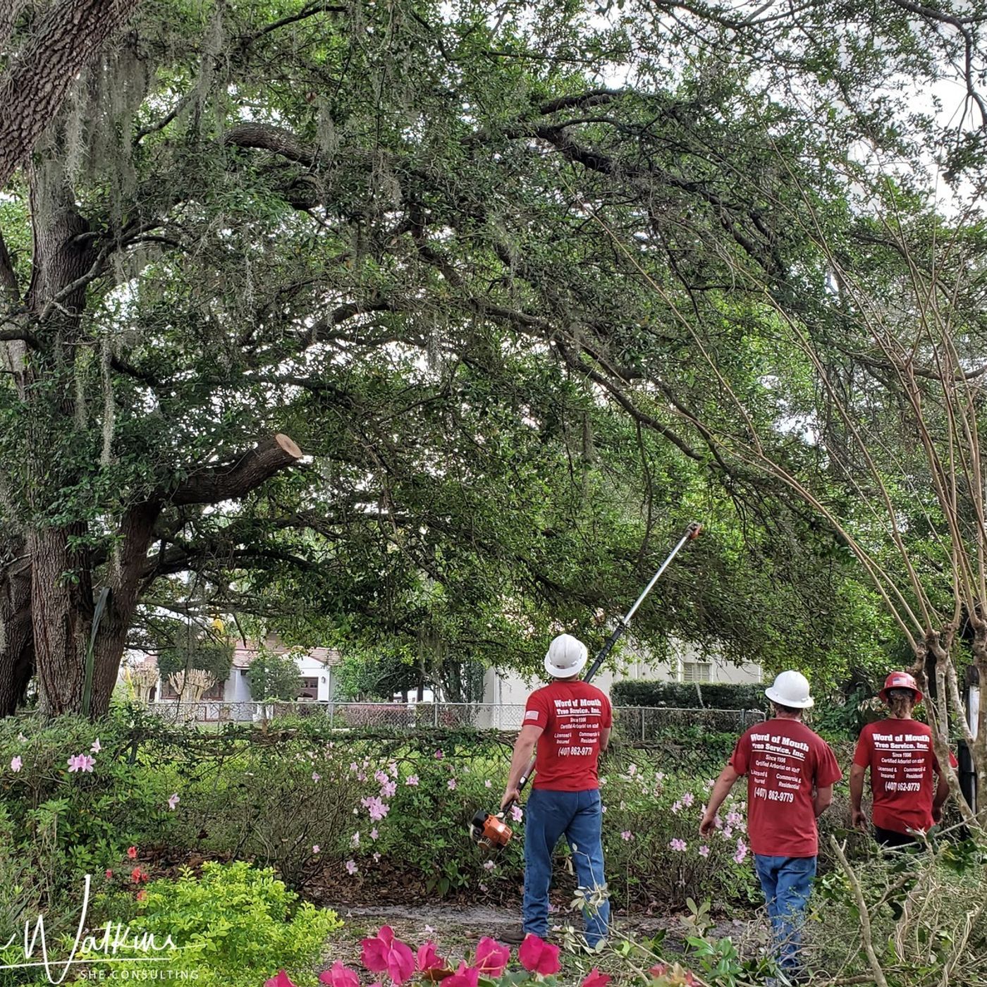 Better Lawns and Gardens Hour 1 Tree Care For Arbor Day May 1, 2021