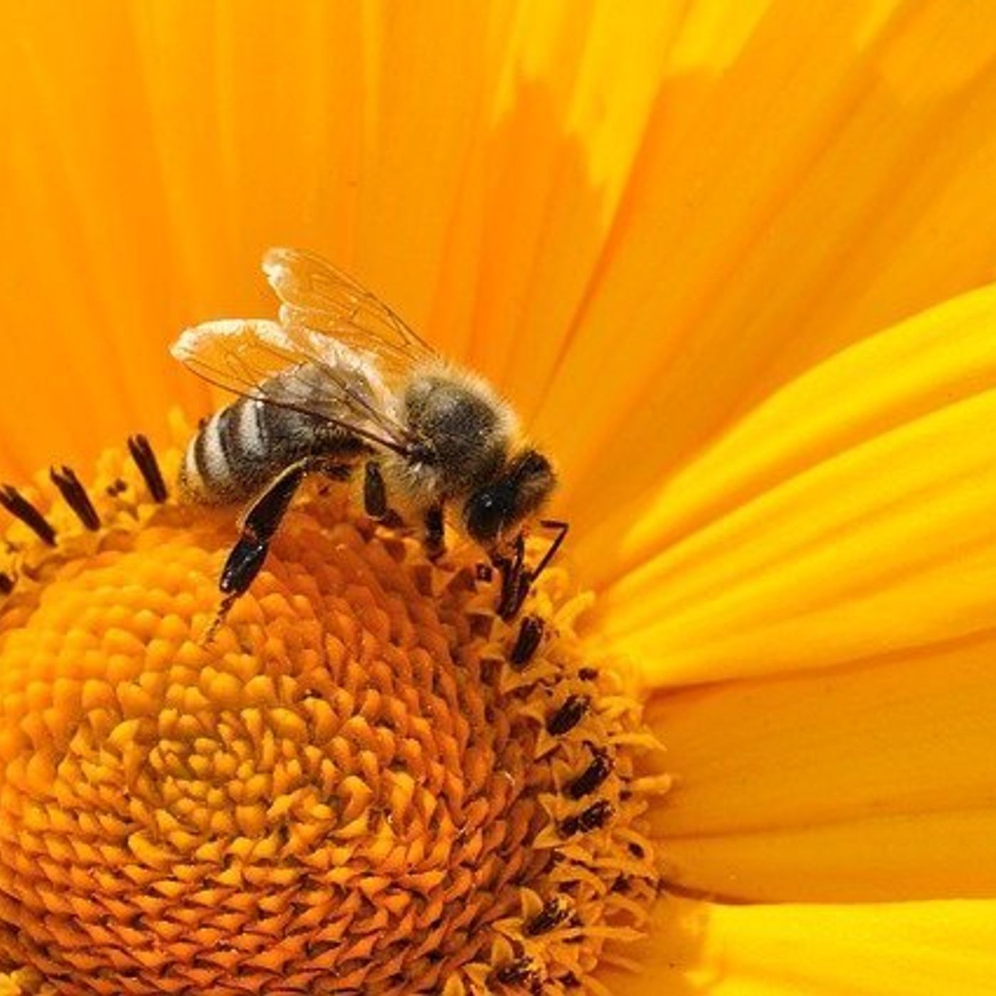 46: Boonah beekeeper Jo Martin
