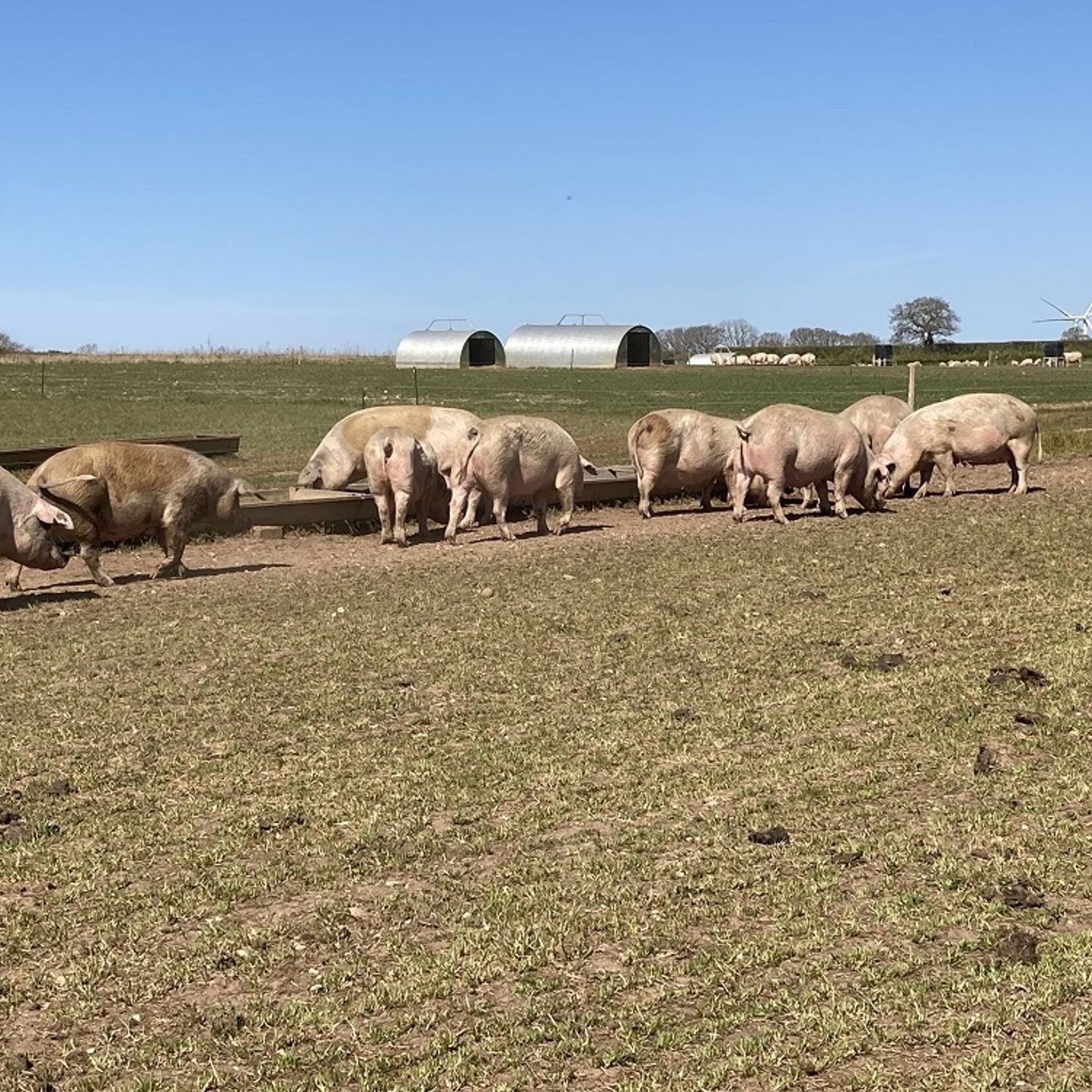 274: Pork: Choosing a sward mix for 'grazing' pigs