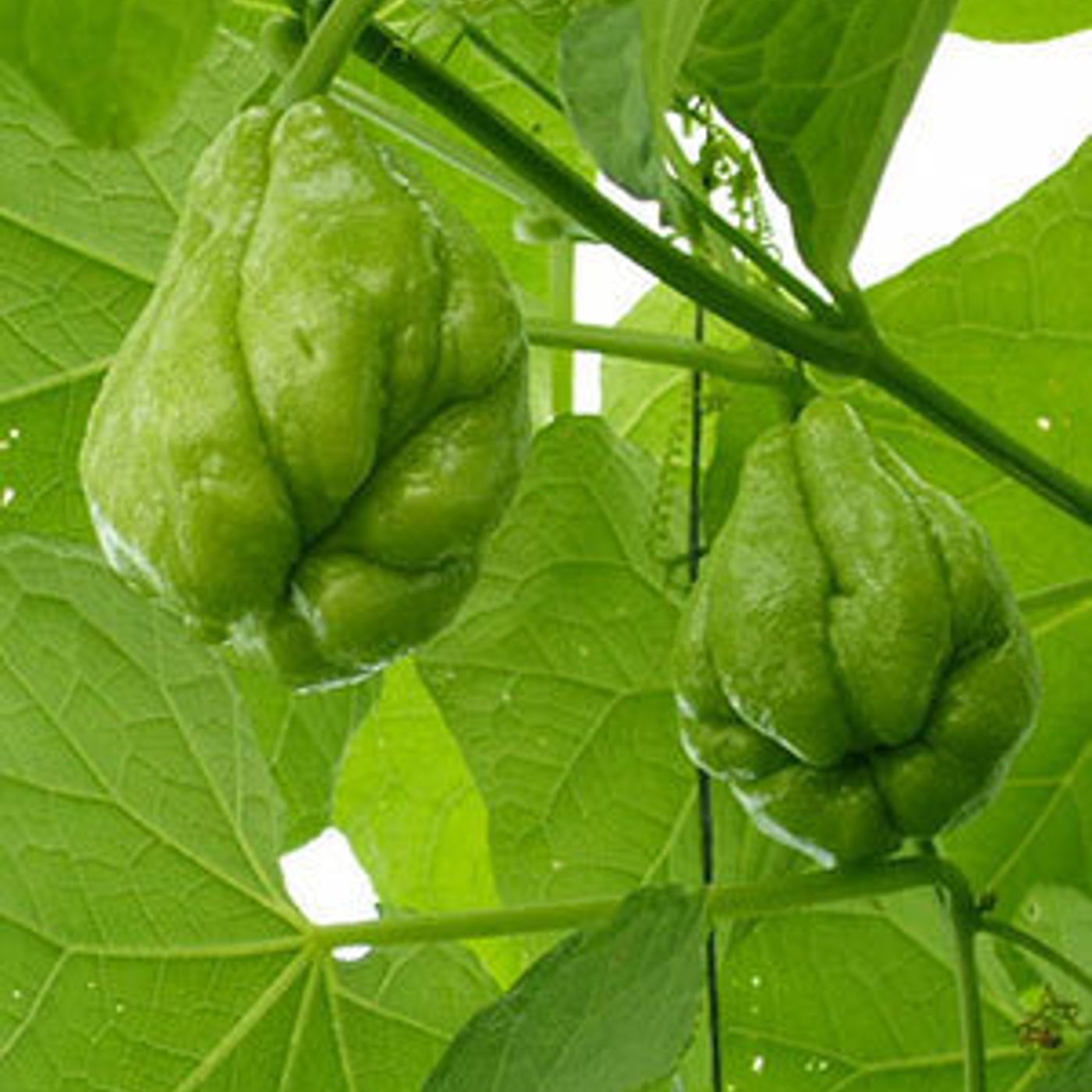 Better Lawns and Gardens Hour 1 - Unusual Fruits May 8, 2021