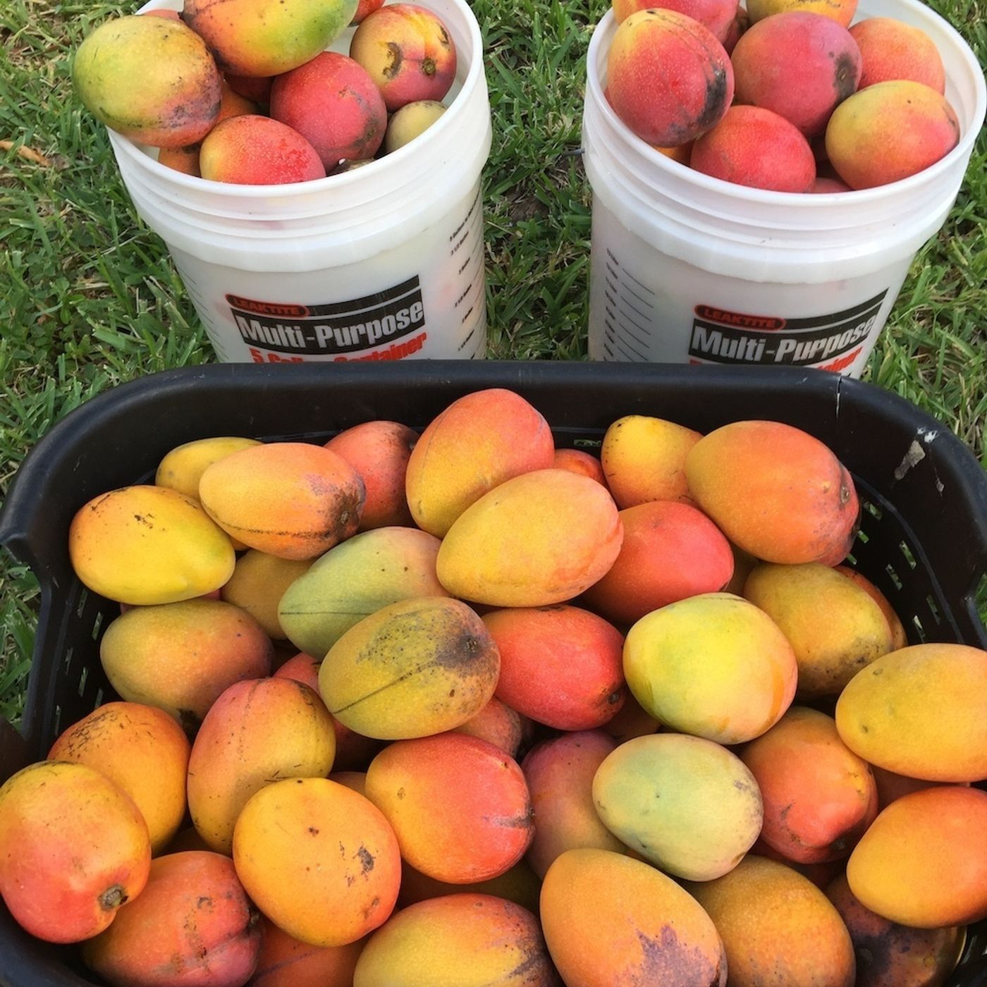 Better Lawns and Gardens - Hour 1 Fruit Trees May 15, 2021