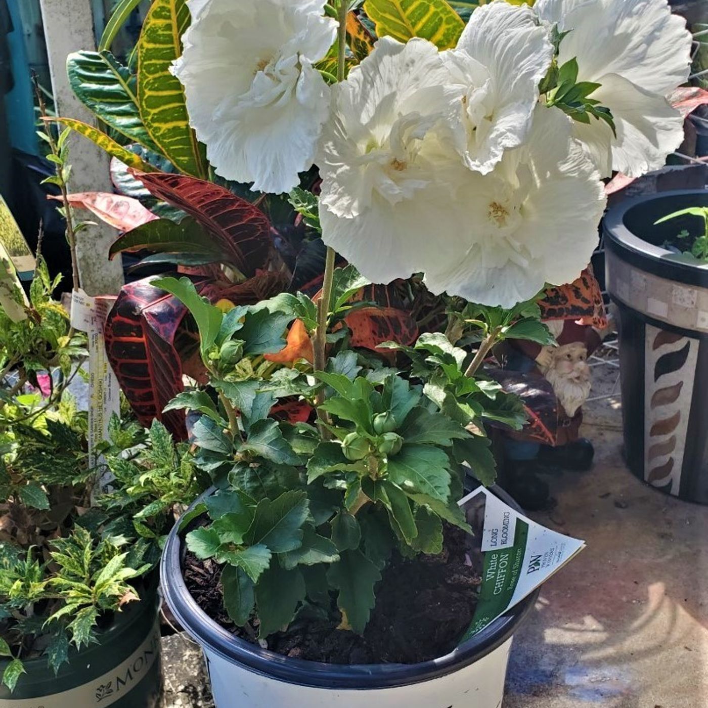 Better Lawns and Gardens Hour 2 Plant Questions May 15, 2021