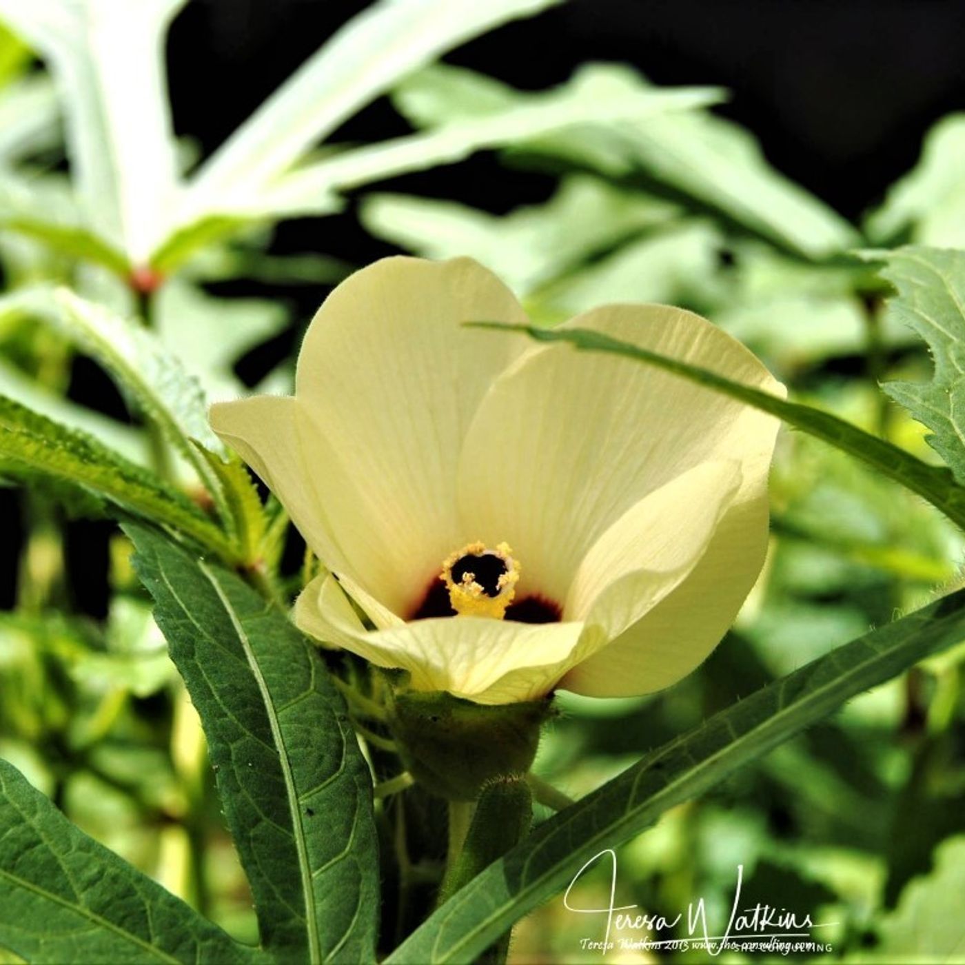Better Lawns and Gardens Hour 1 - Summer Loving Crops May 22, 2021