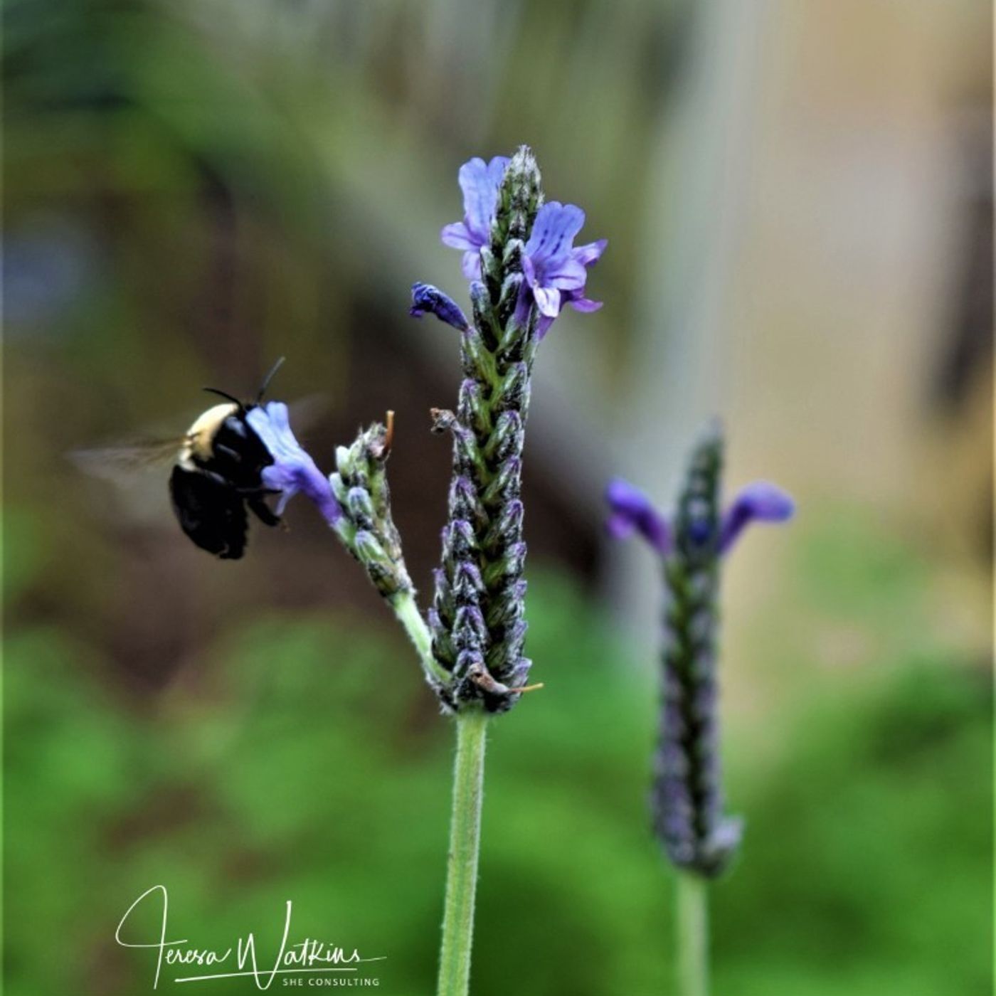 Better Lawns and Gardens - Hour 2 Native Bees May 22, 2021