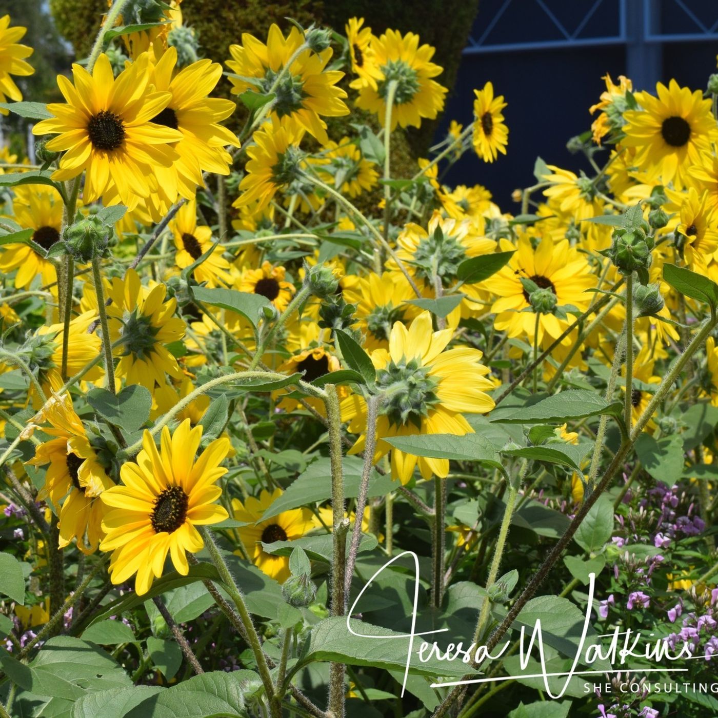 Better Lawns and Gardens - Hour 1 Hot Summer Landscapes! May 29, 2021