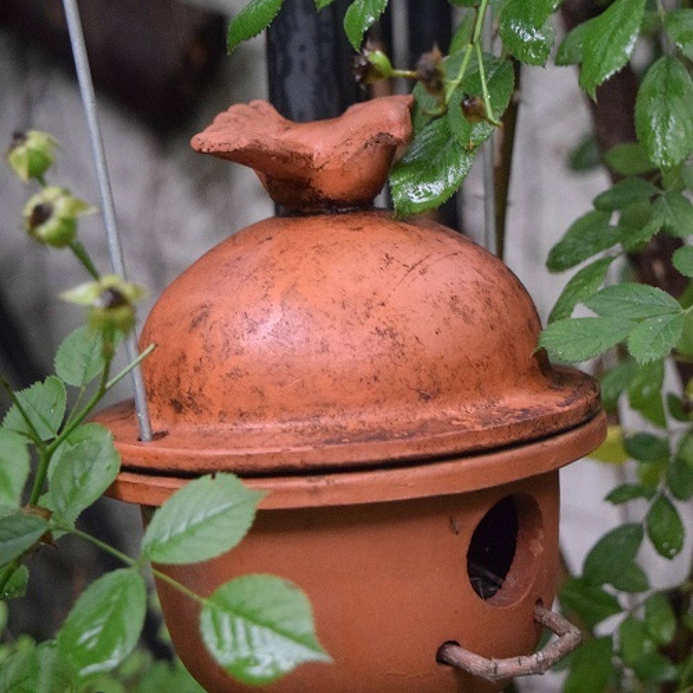 Better Lawns and Gardens Hour 1 - Attracting Wildlife June 5, 2021