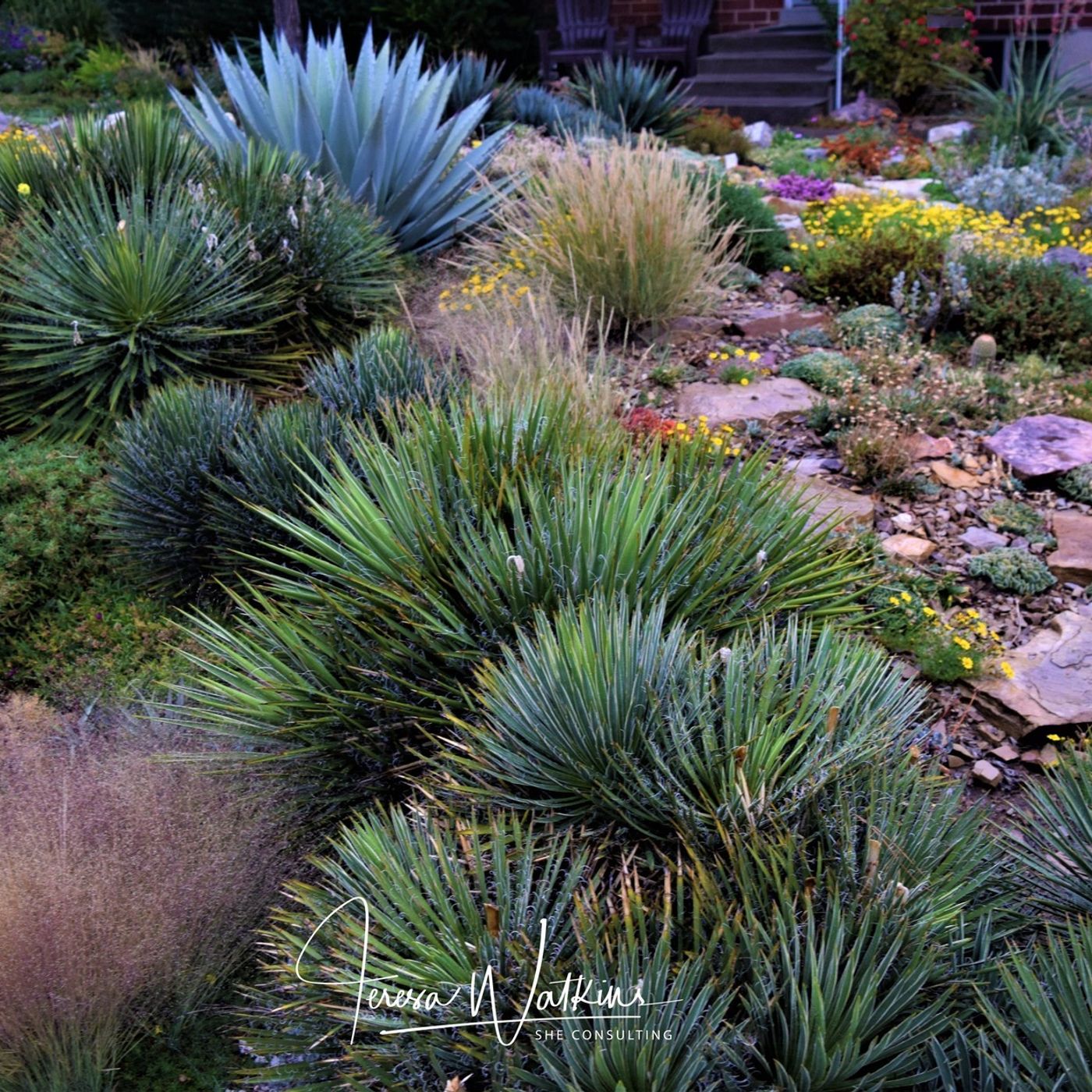 Better Lawns and Gardens Hour 2 Drought Tolerant Landscapes June 5, 2021