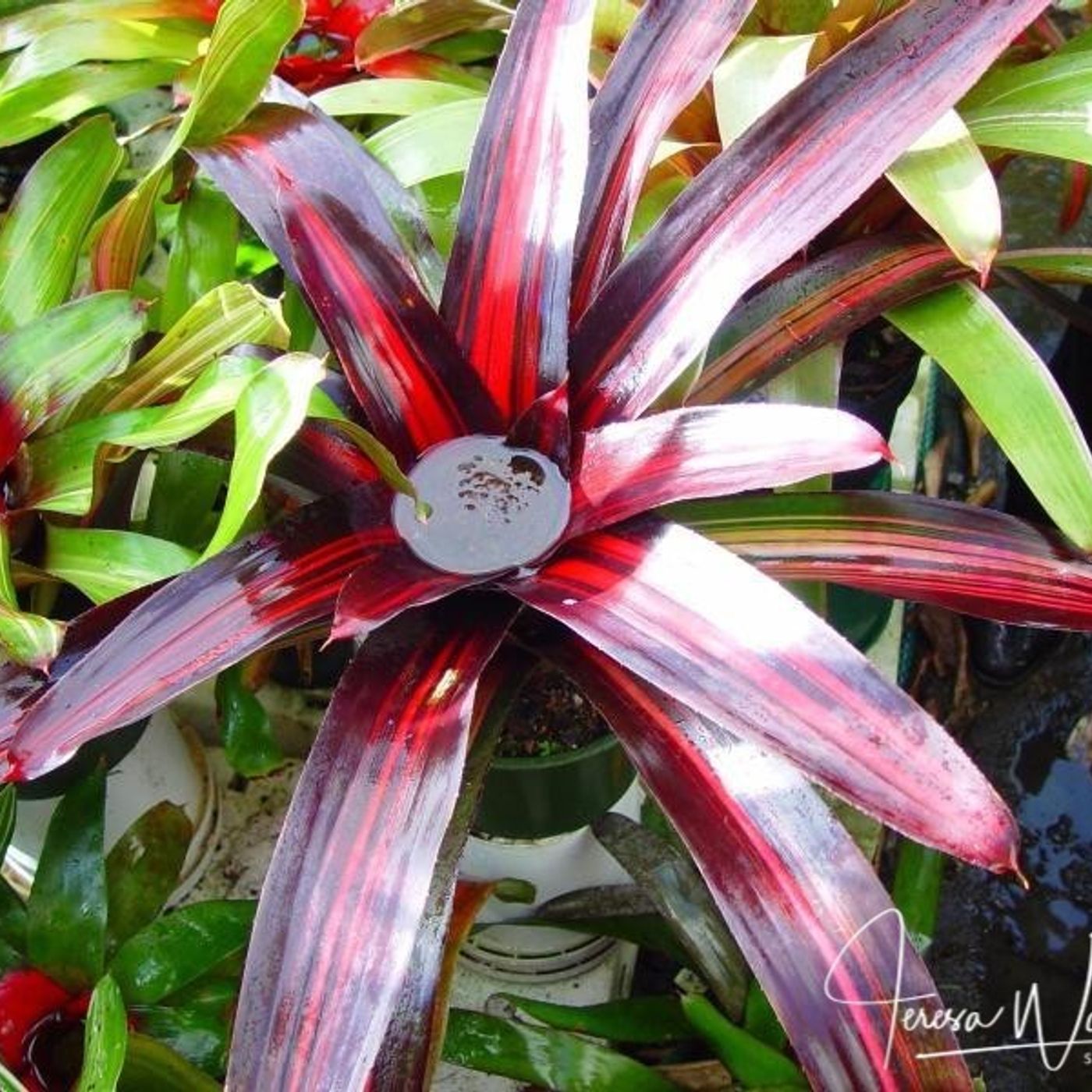 Better Lawns and Gardens - Hour 2 Reducing Mosquitos in Your Landscape June 12, 2021