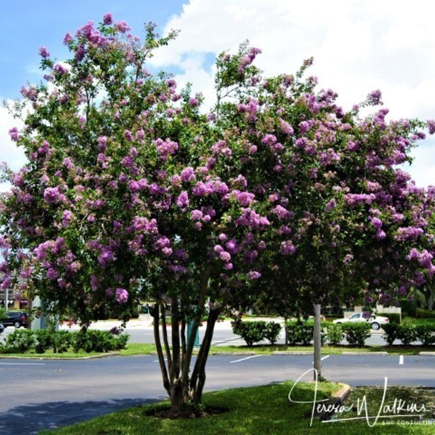 Better Lawns and Gardens Hour 1 - Crapemyrtles and Mangoes June 19, 2021