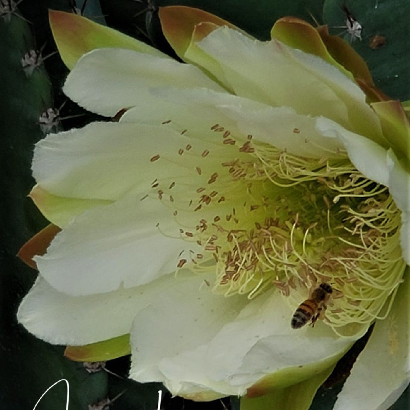 Better Lawns and Gardens - Hour 1 Night-Blooming Plants and More June 26, 2021