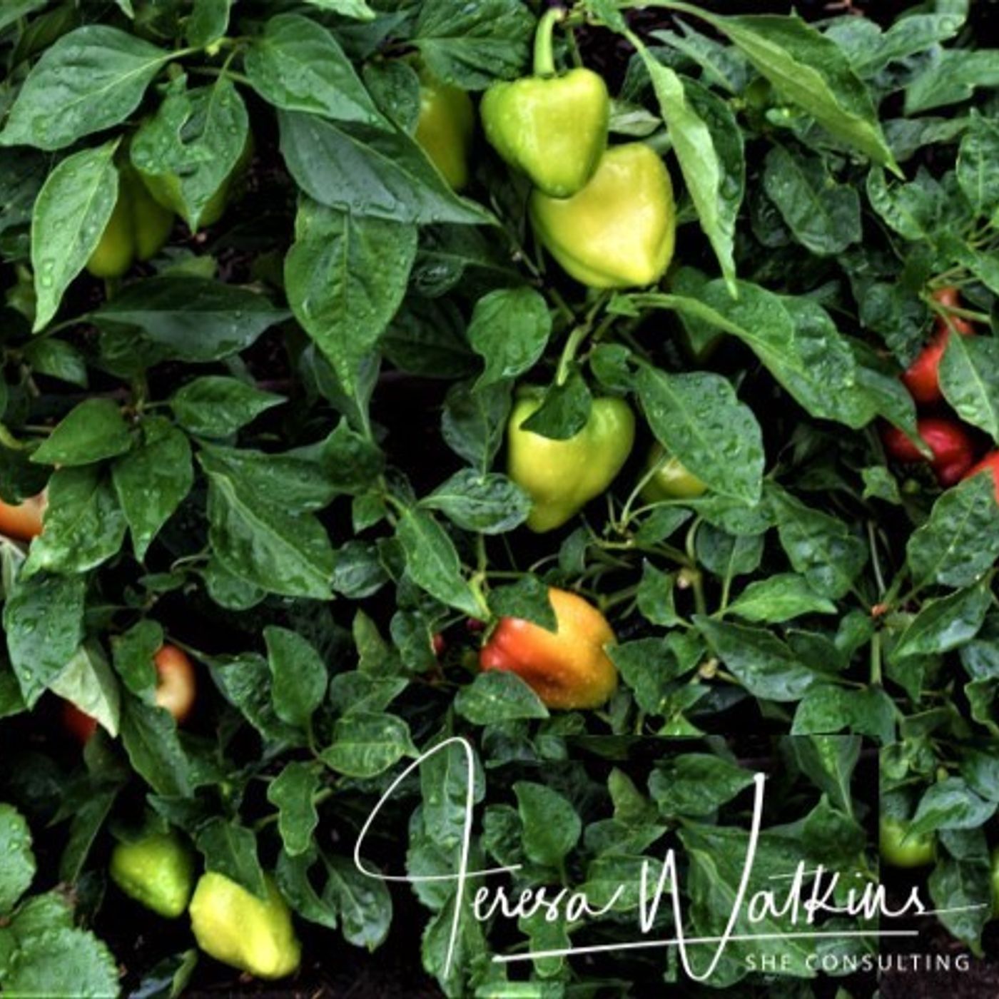 Better Lawns and Gardens - Hour 2 End of Tomatoes and Peppers June 26, 2021