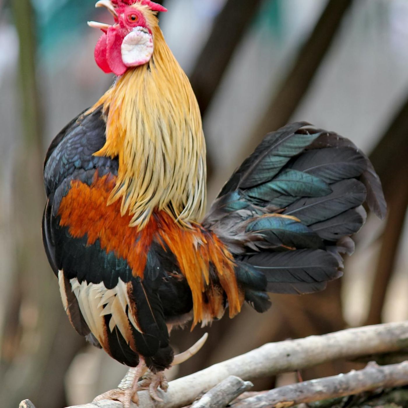 What To Do With A Noisy Neighbourhood Rooster episode artwork