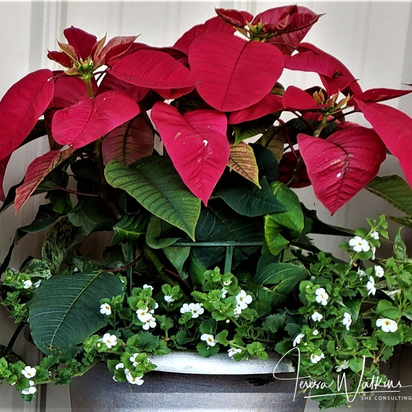 Better Lawns and Gardens Taking Care of Christmas-Blooming Plants July 10, 2021