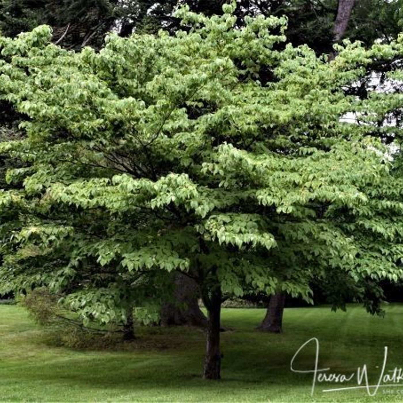 Better Lawns and Gardens Hour 2 Favorite Trees July 10, 2021