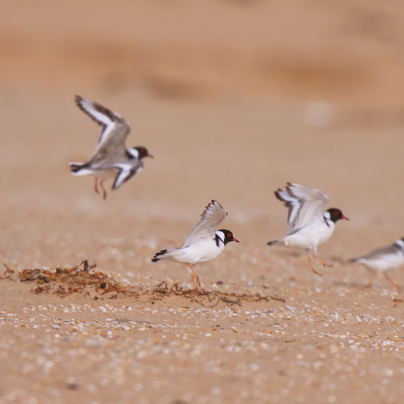 Hooded Plovers Numbers Improve Again episode artwork