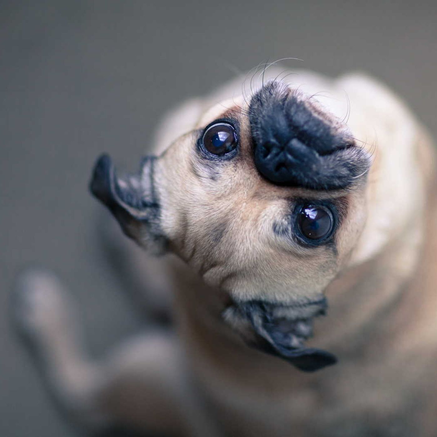 88: Mackay Dog Trainer Weighs In On Whether Dogs Can Tell If Humans Are Lying To Them episode artwork