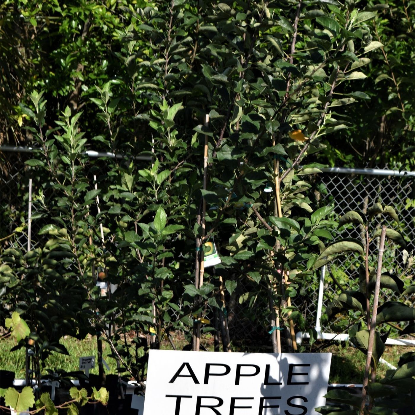 Better Lawns and Gardens  - Hour 1 - Fruit Trees For Florida - August 7, 2021