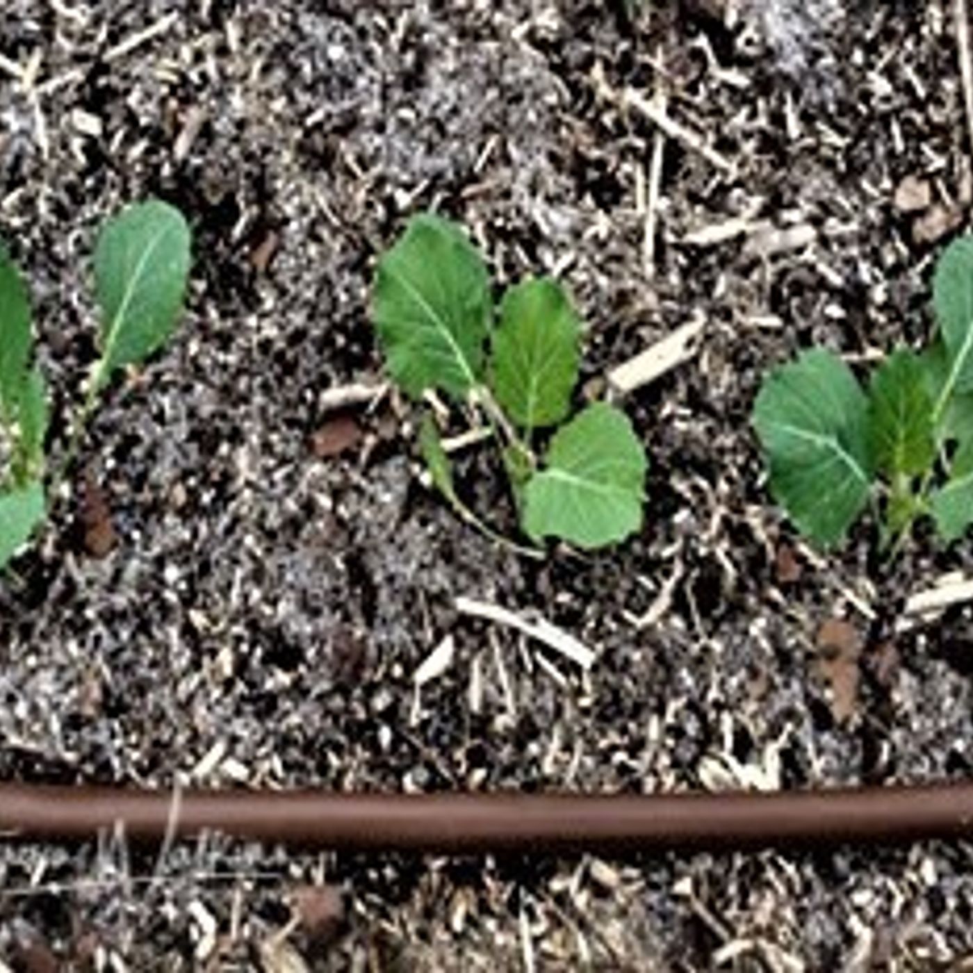 Better Lawns and Gardens - Hour 1 Vegetable Seedling Care August 14, 2021