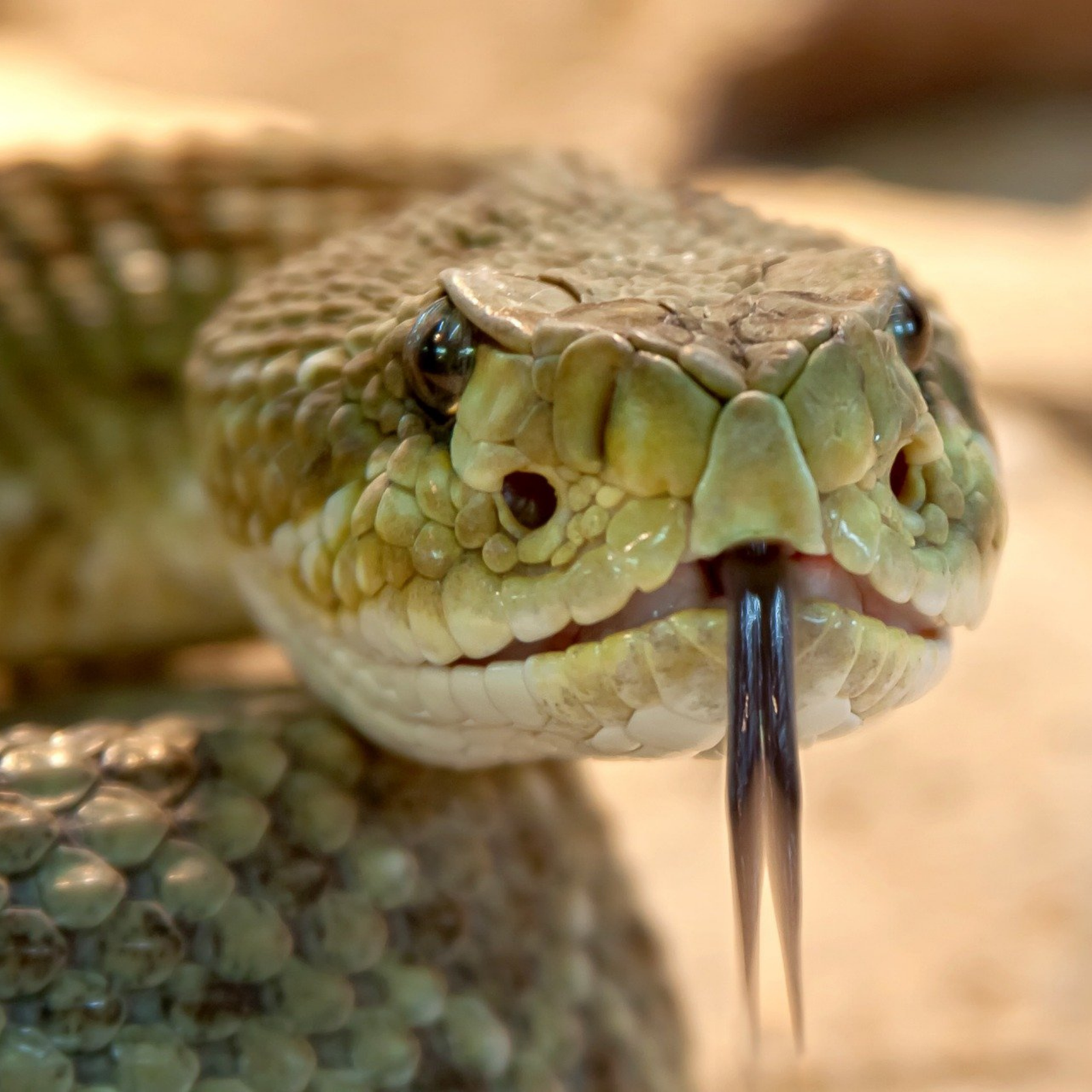 92: Snake catcher reveals why snakes are active earlier in Mackay this year! episode artwork