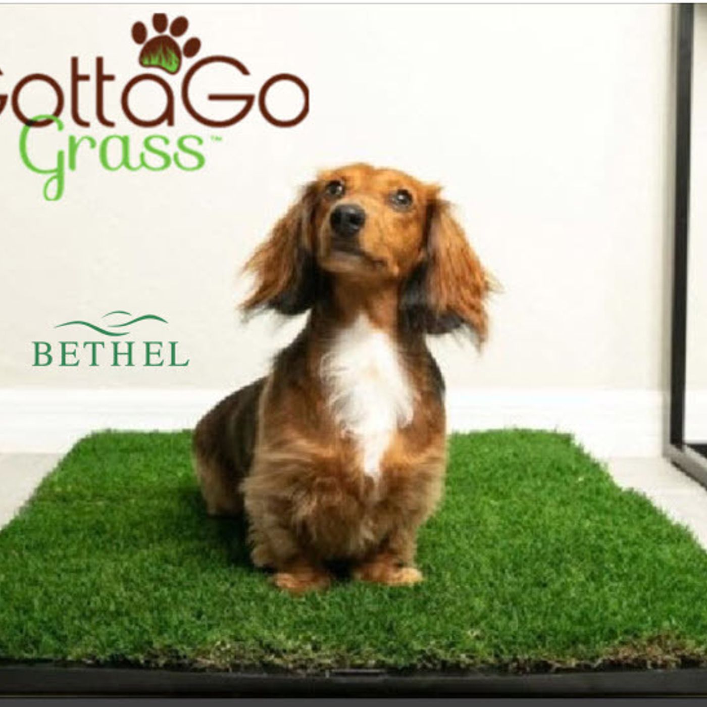 Better Lawns and Gardens - Hour 1 National Dog Day - Gotta Go Grass August 21, 2021