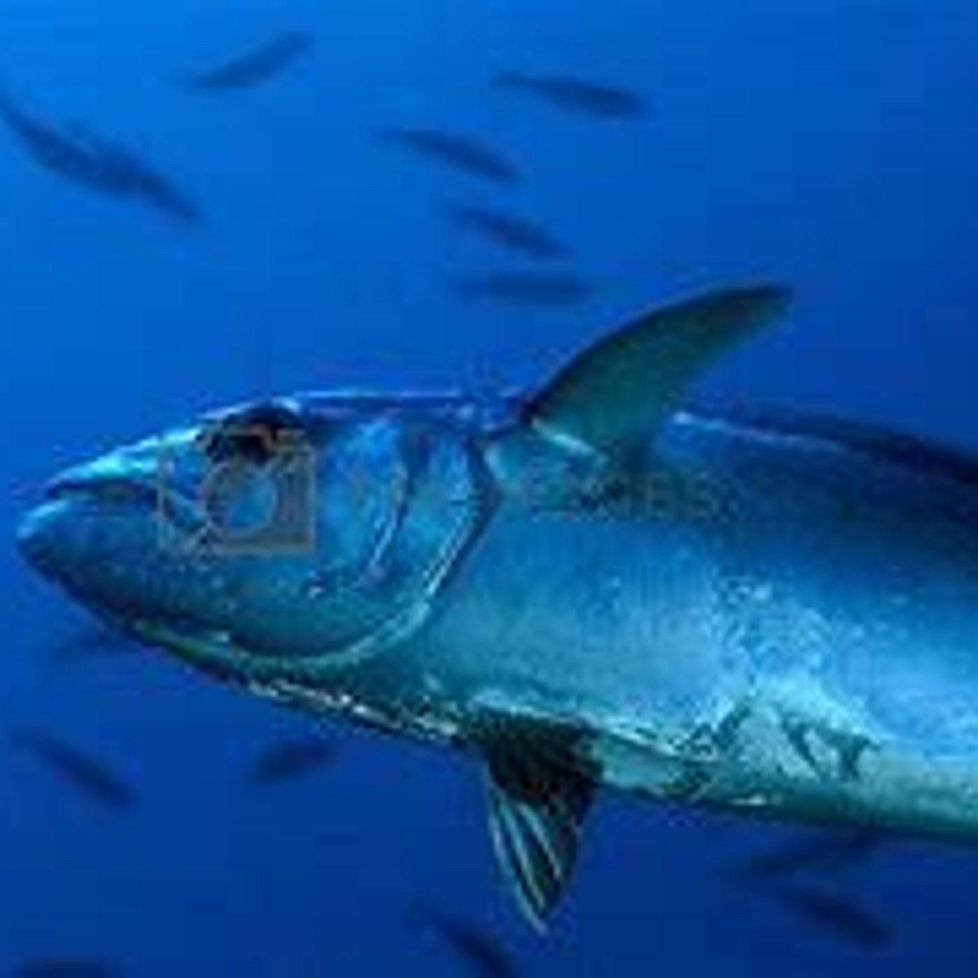 Tuna Fishing off the wild Far South Coast episode artwork