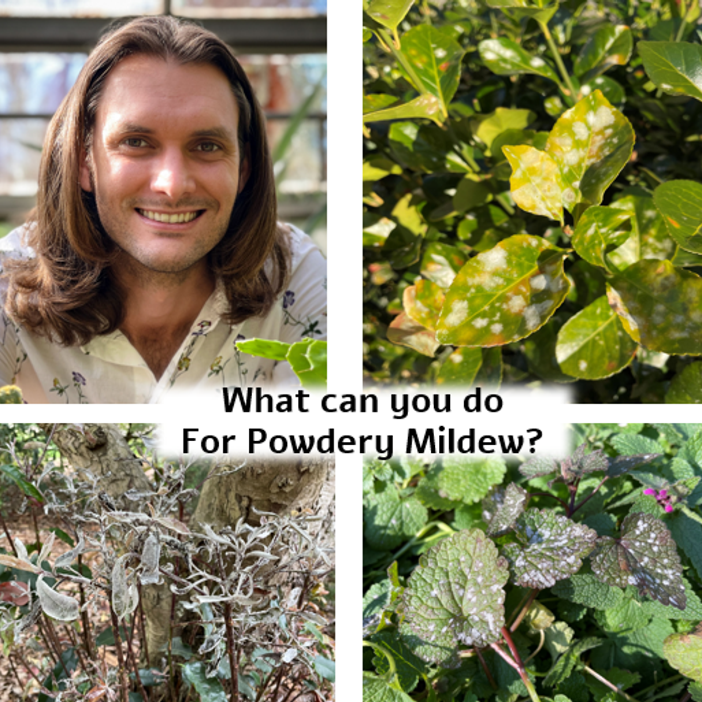 Better Lawns - Hour 1 What Can You Do For Powdery Mildew? Dr. Matt Borden October 9, 2021