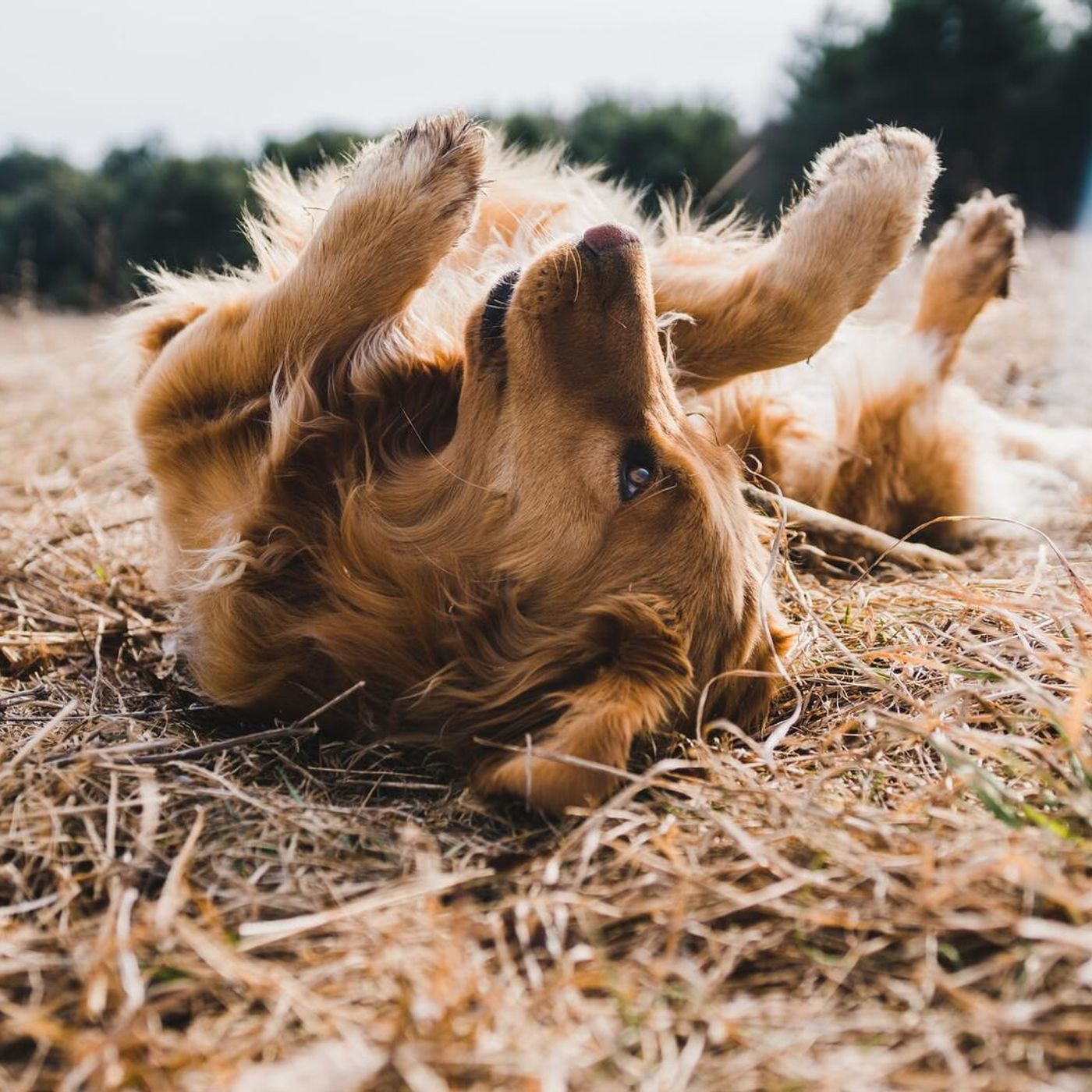 Calls For Dog Owners To Vaccinate Animals After Deadly Outbreak In Whyalla episode artwork