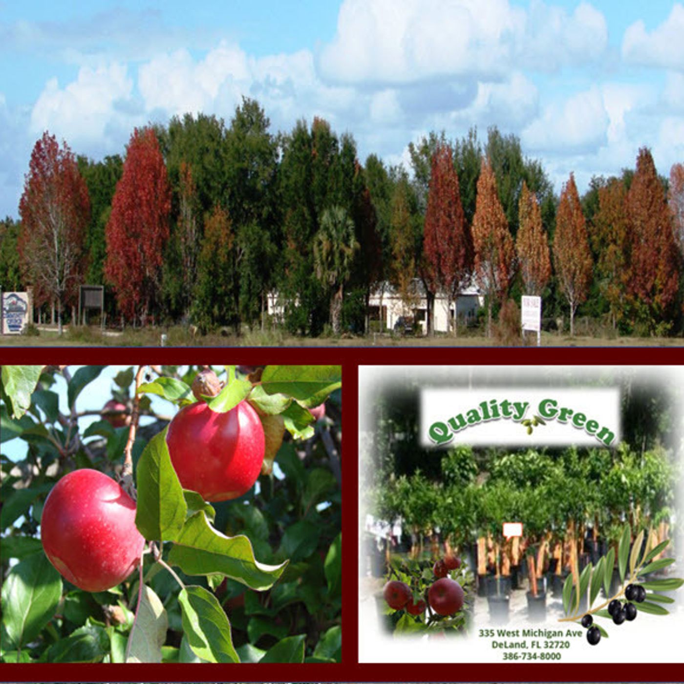 Better Lawns and Gardens Hour 1 - Fall Trees and Florida Apples October 16, 2021
