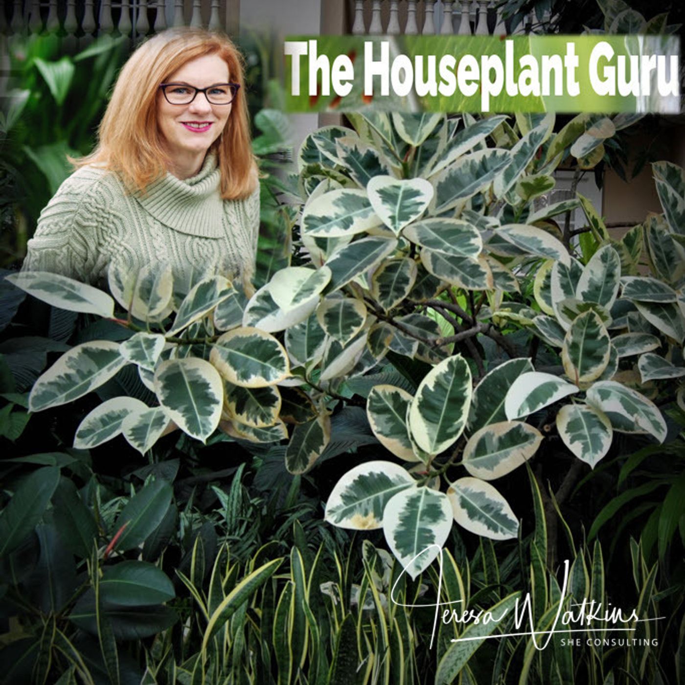 Better Lawns and Gardens Hour 1 - Tall Houseplants with The Houseplant Guru October 16, 2021