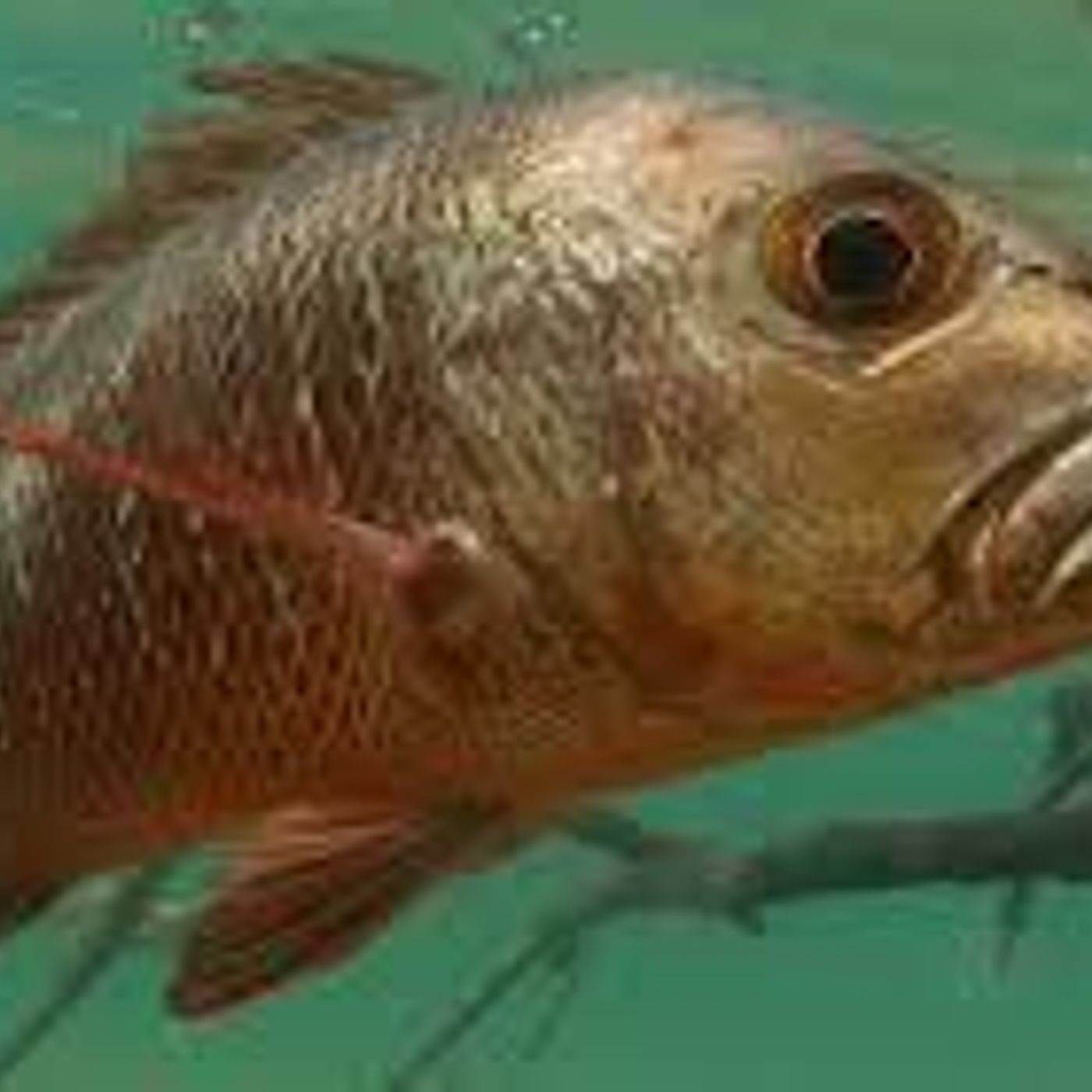 260: Weekend Fishing Report with Compleat Angler episode artwork