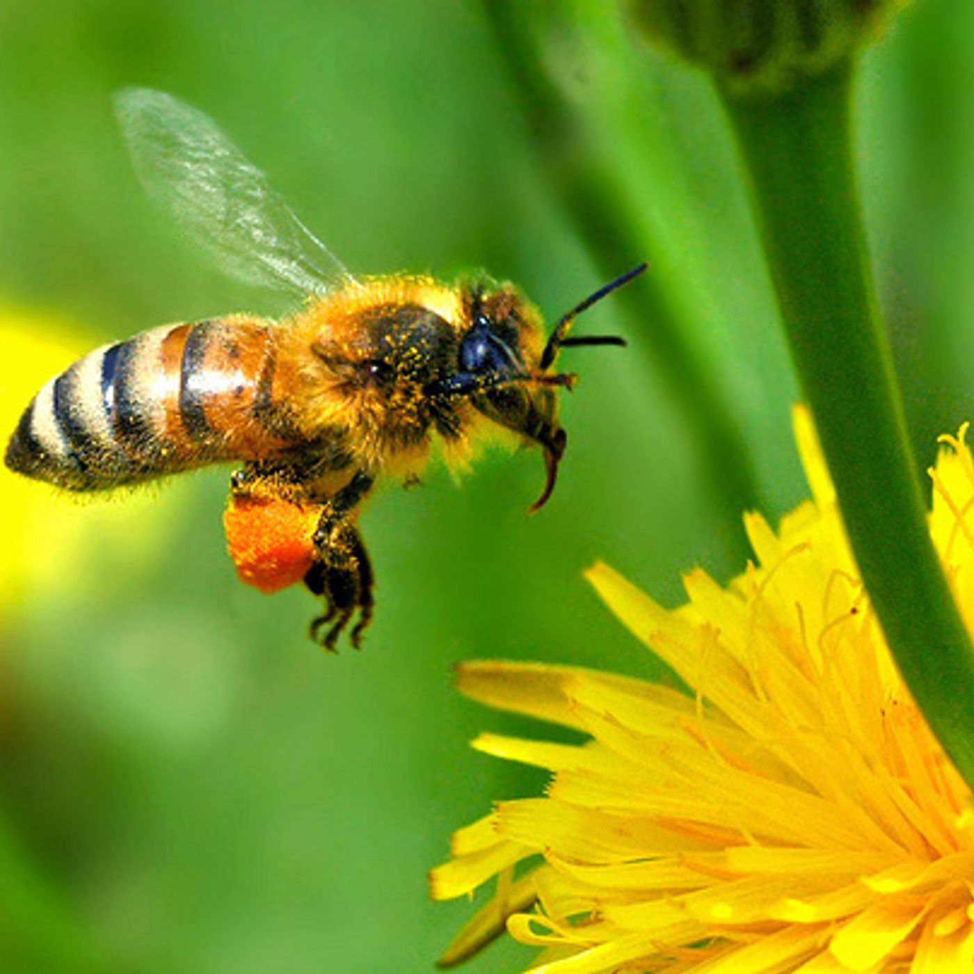 BSW3   3. Heather, bees and views episode artwork