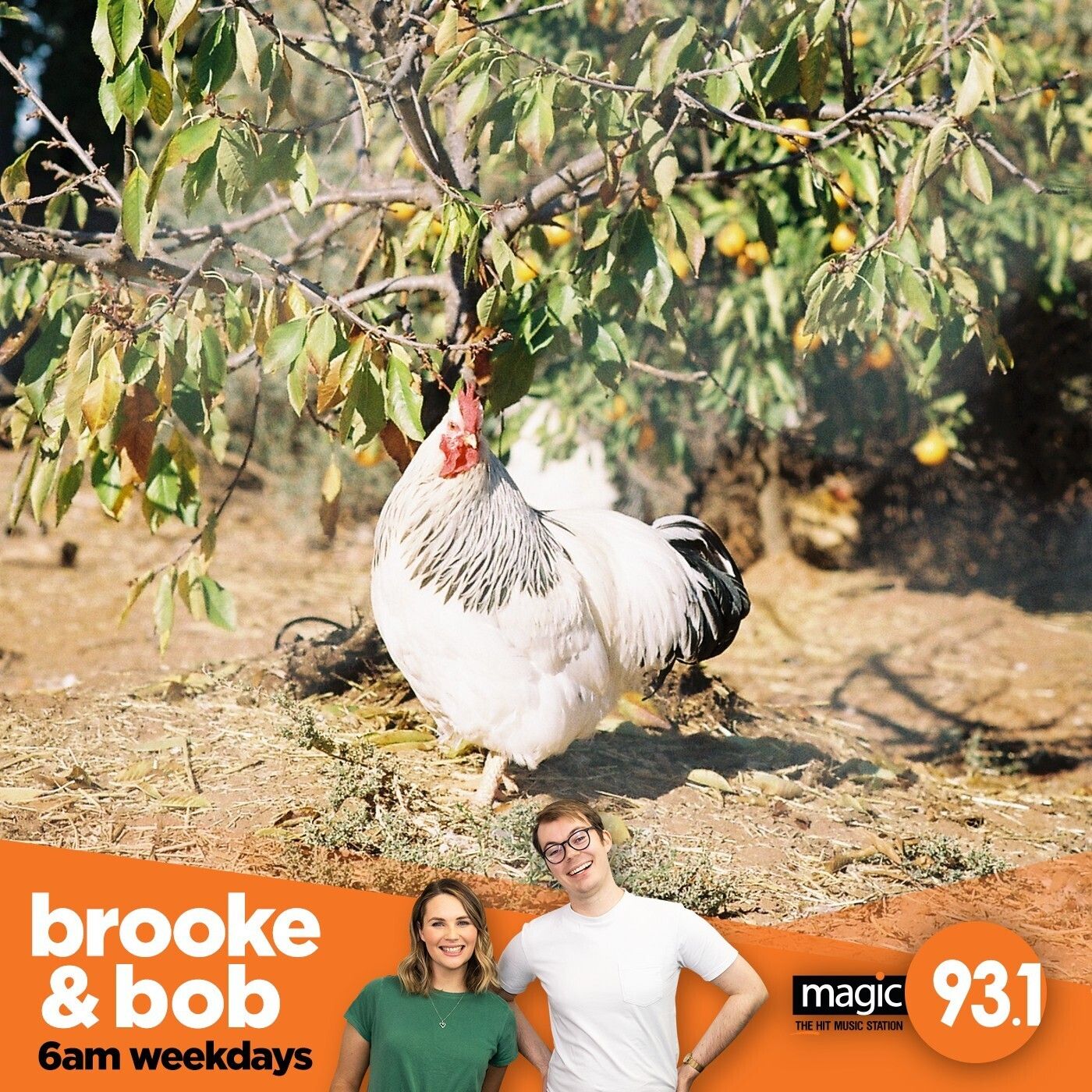 752: Tinder for Chooks? episode artwork