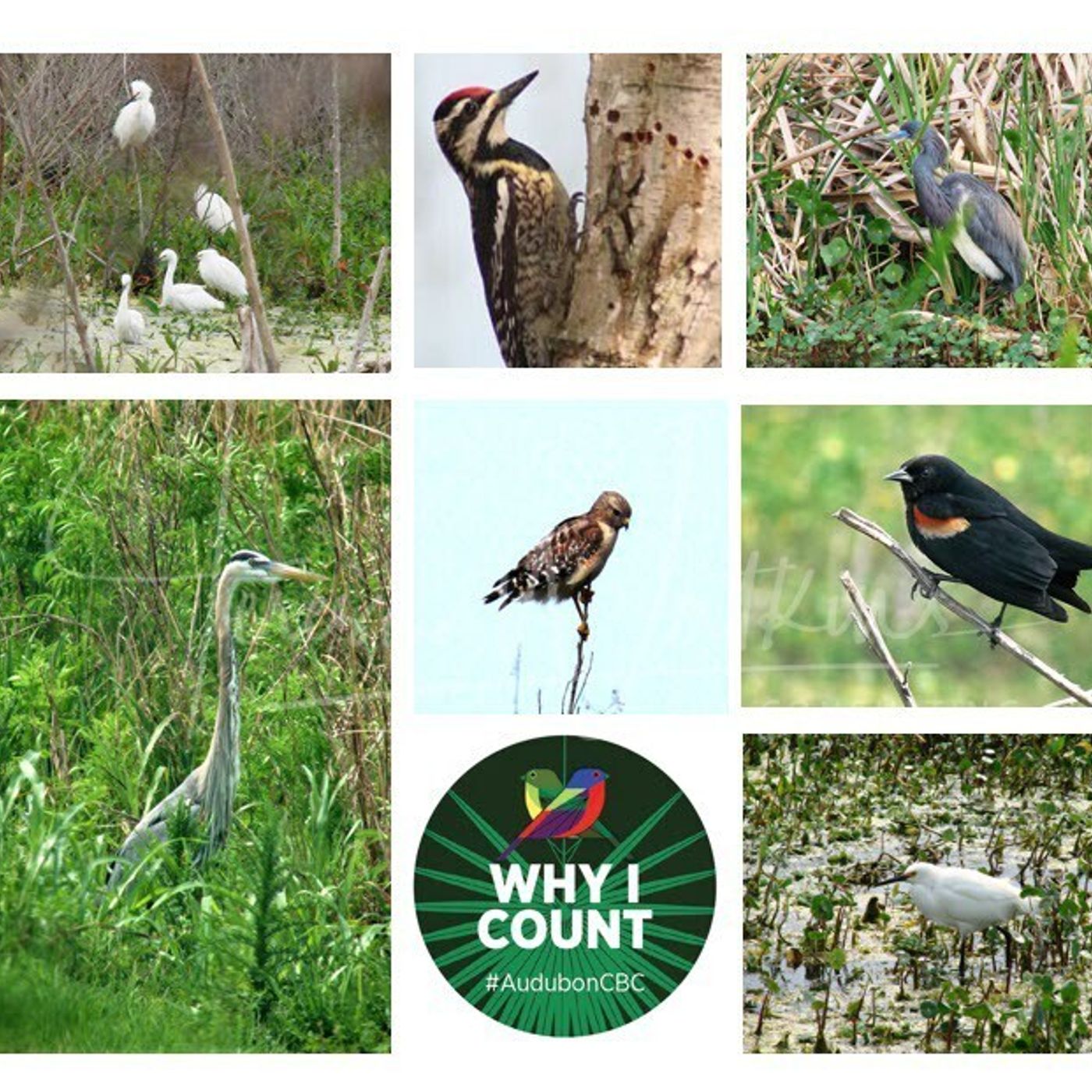 Better Lawns and Gardens - Hour 2 Audubon Christmas Bird Count with Sally Stein December 18, 2021