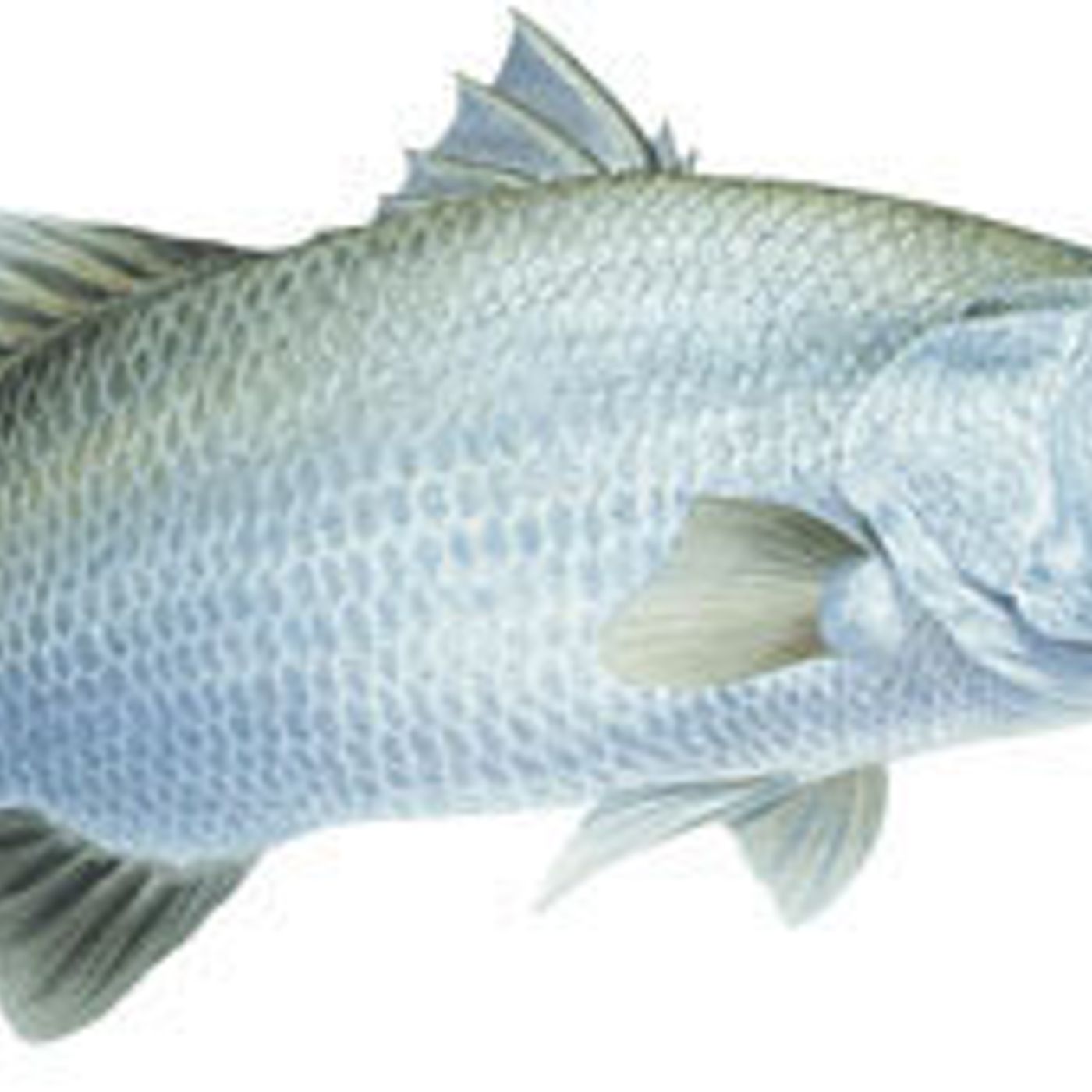 285: Weekend Fishing Report with Liam from Compleat Angler episode artwork