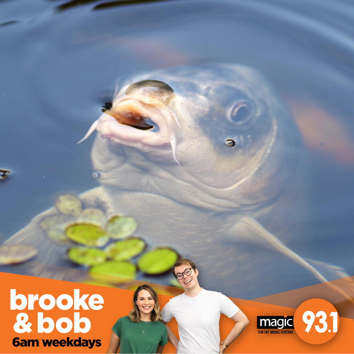 784: A Carp Calls In episode artwork