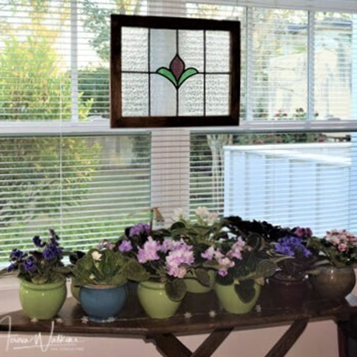 Better Lawns and Gardens - Hour 1 Glenna's Iron Board African Violets February 26, 2022