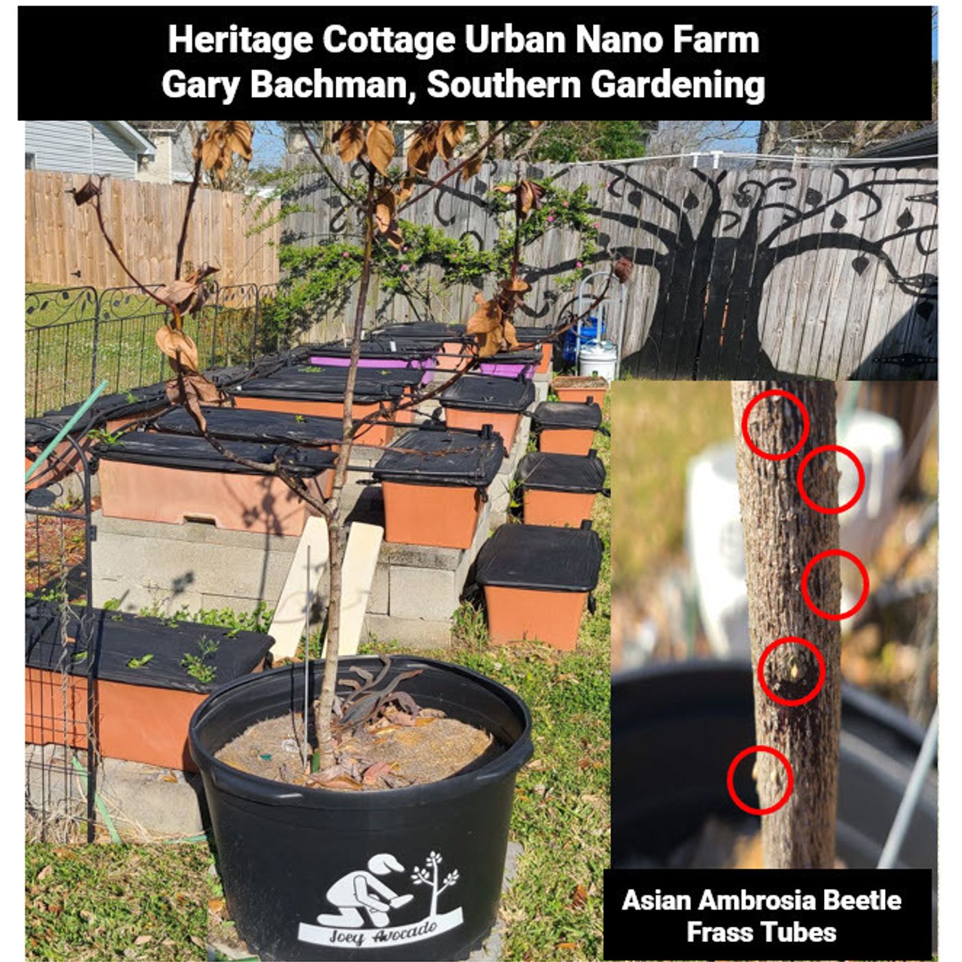 Better Lawns and Gardens Hour 2 - Dr. Gary Bachman Ambrosia Beetles March 26, 2022