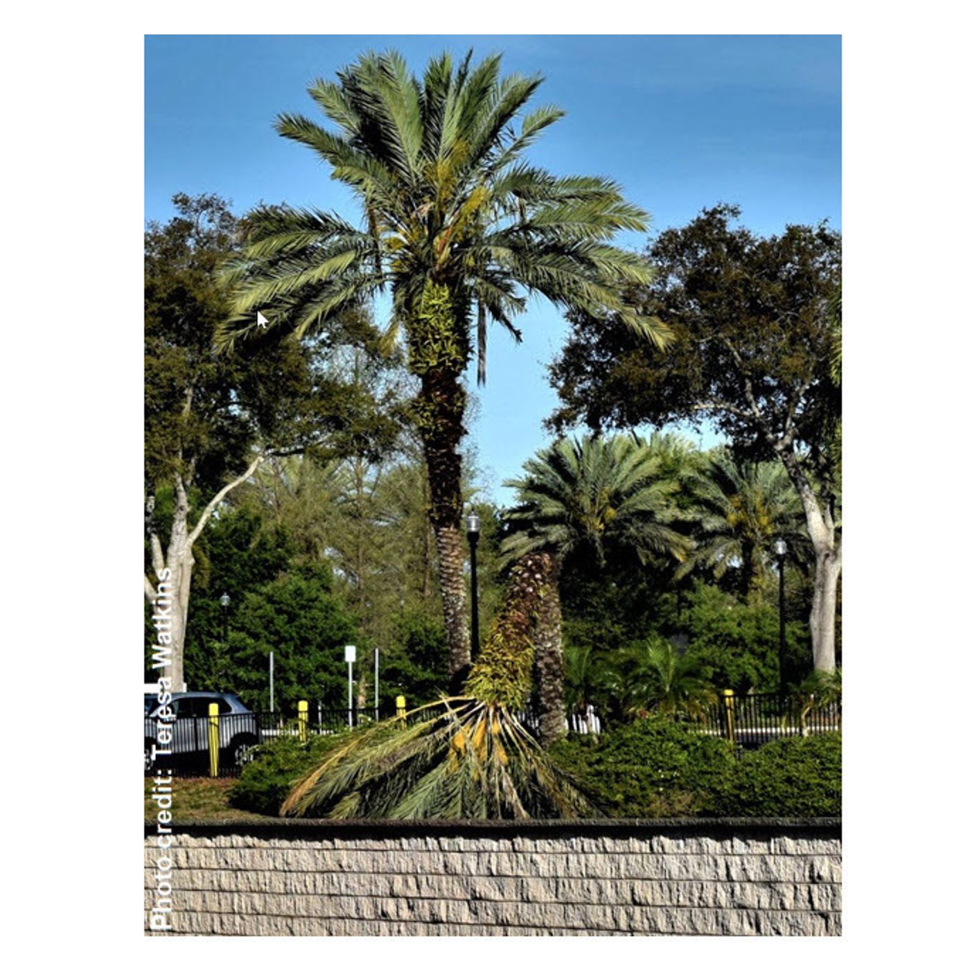 Better Lawns and Gardens