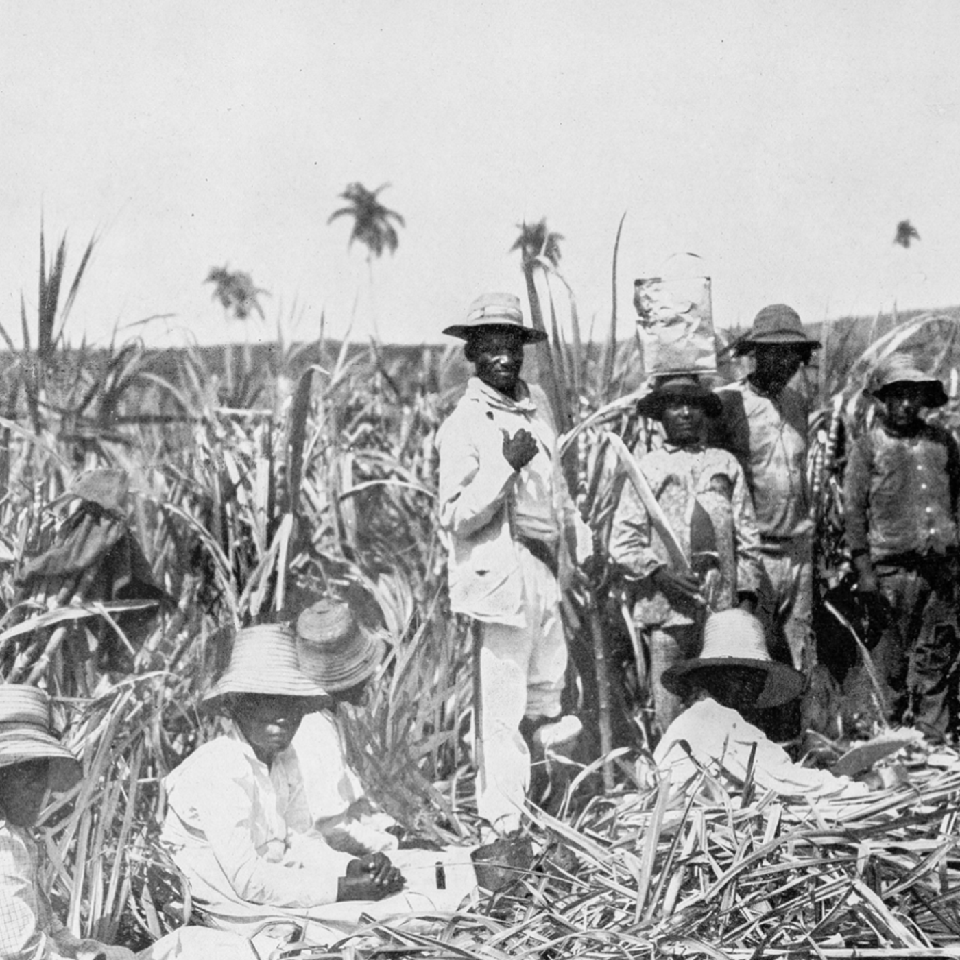 251: The dark history of sugar