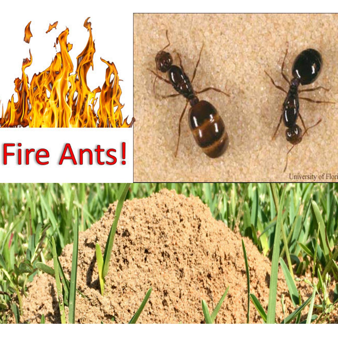 Better Lawns and Gardens - Hour 2 Fire Ant Control April 23, 2022