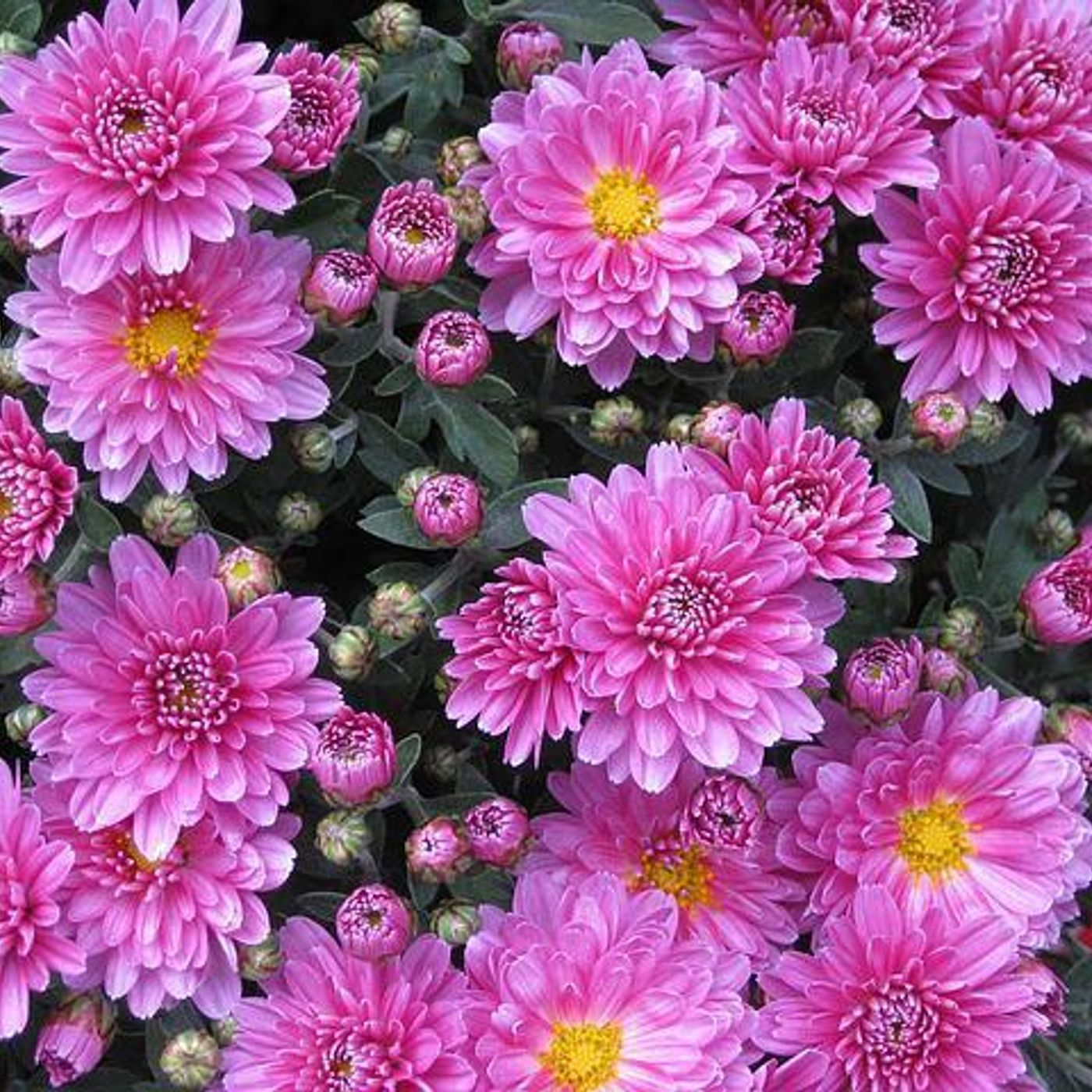 207: Dianne Dalla Santa - Sunraysia Garden Club episode artwork