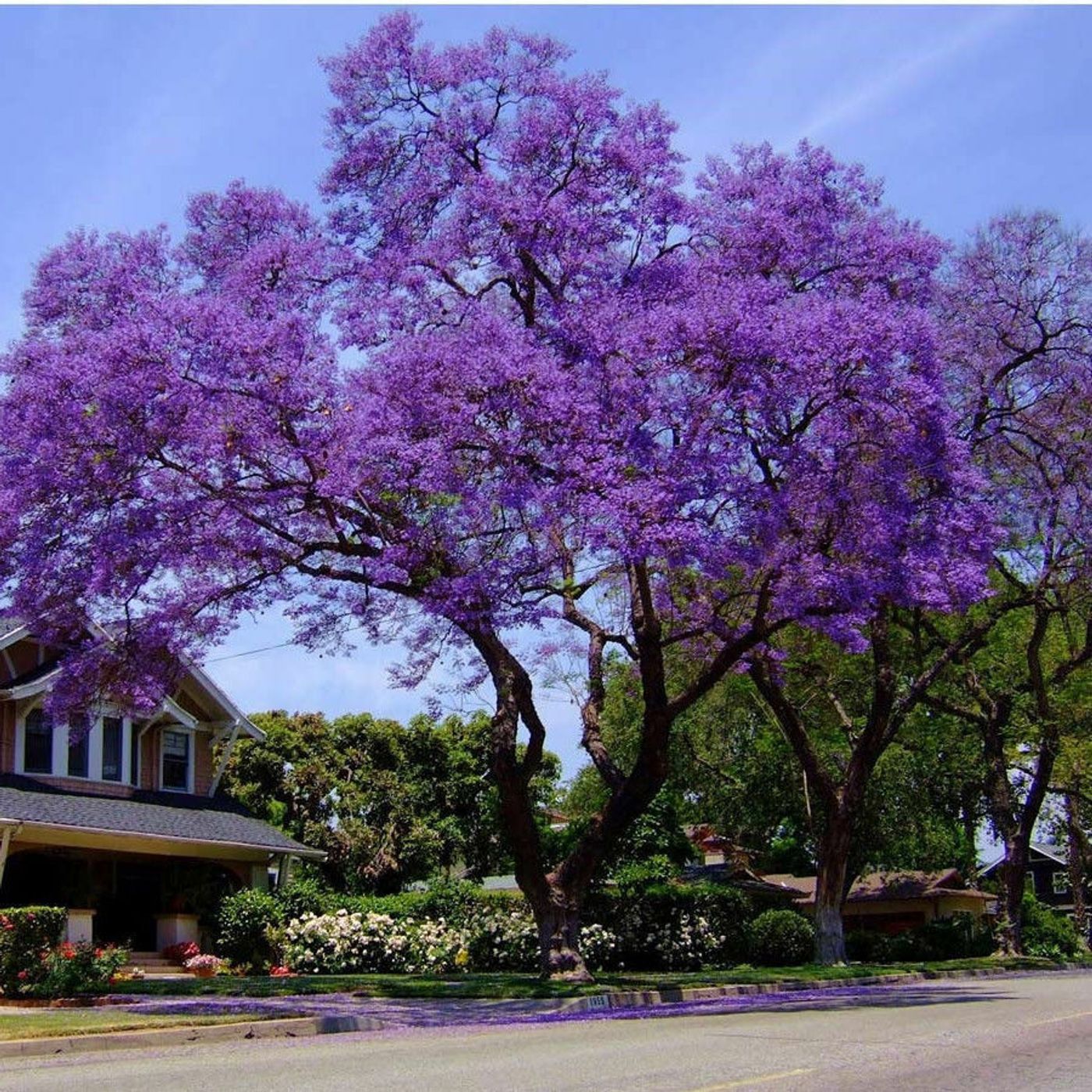 Better Lawns and Gardens - Hour 2 Mother's Day and Your Garden Questions May 7, 2022