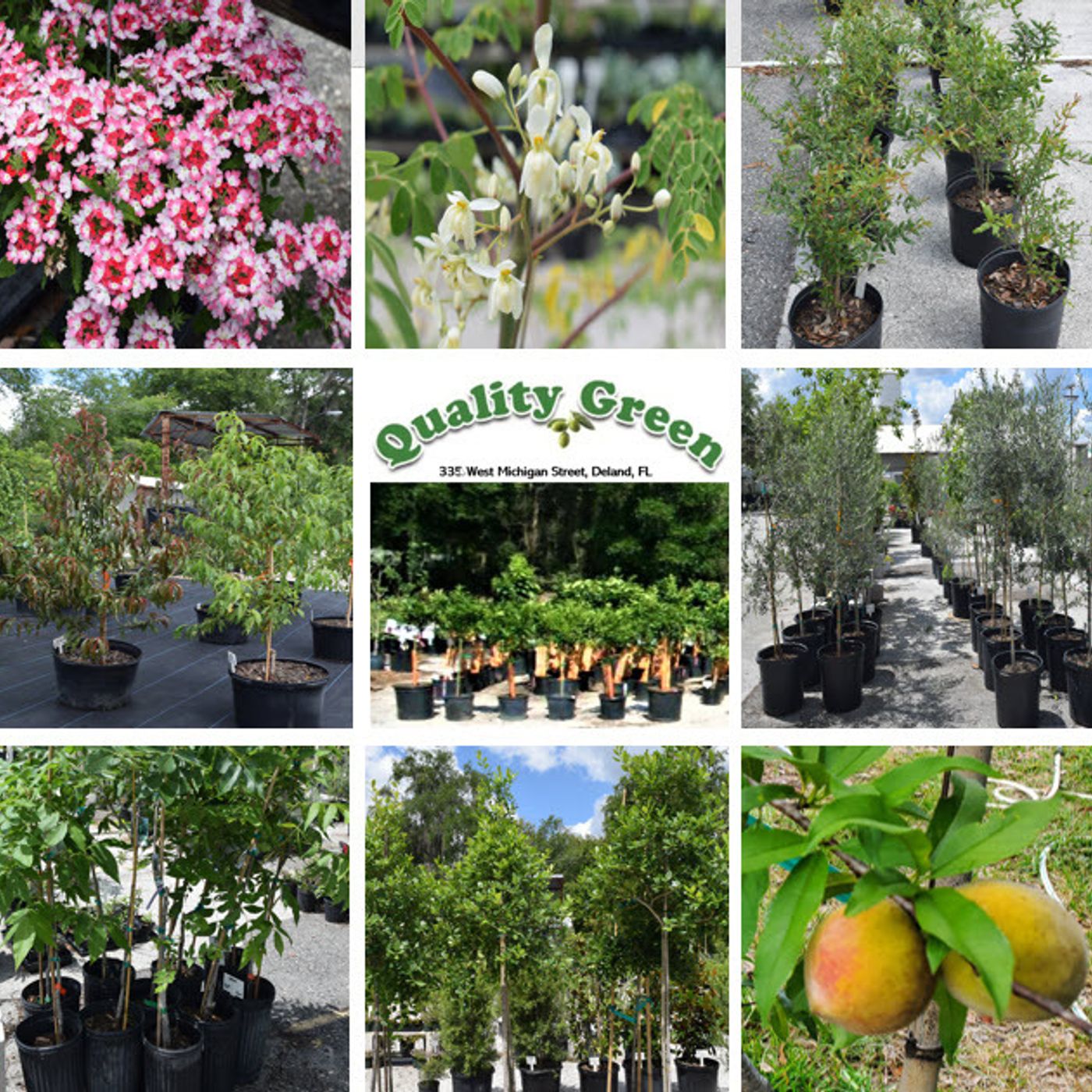 Better Lawns and Gardens - Hour 1 Fruit and Shade Trees May 14, 2022