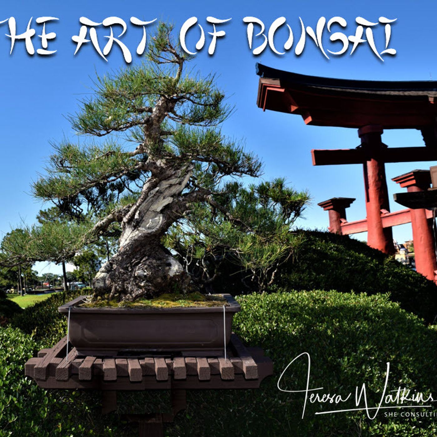 Better Lawns and Gardens - Hour 1 The Art of Bonsai with Adam Lavigne May 21, 2022